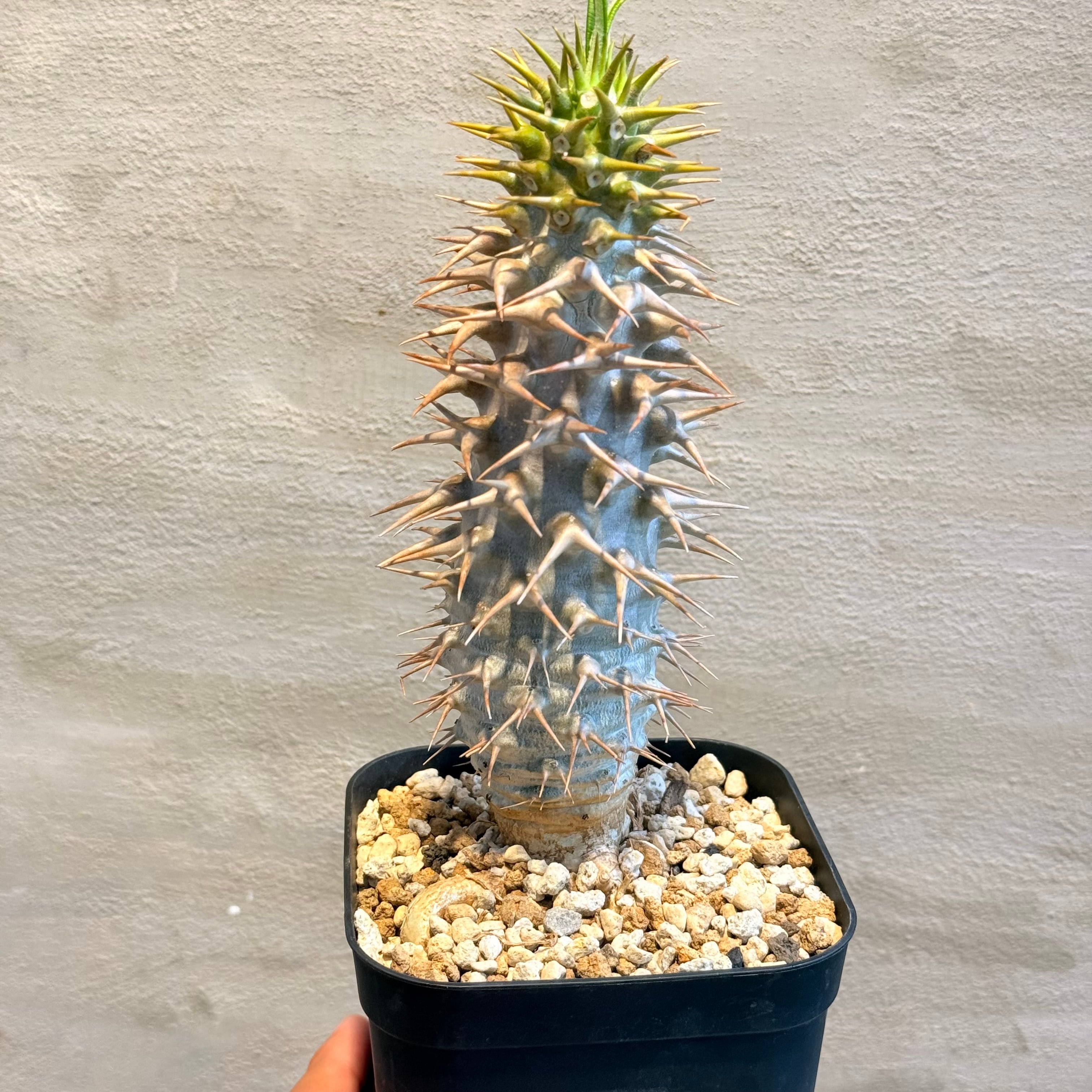 植物】パキポディウム アンボンゲンセ 実生株 <3> | A-PLANTS