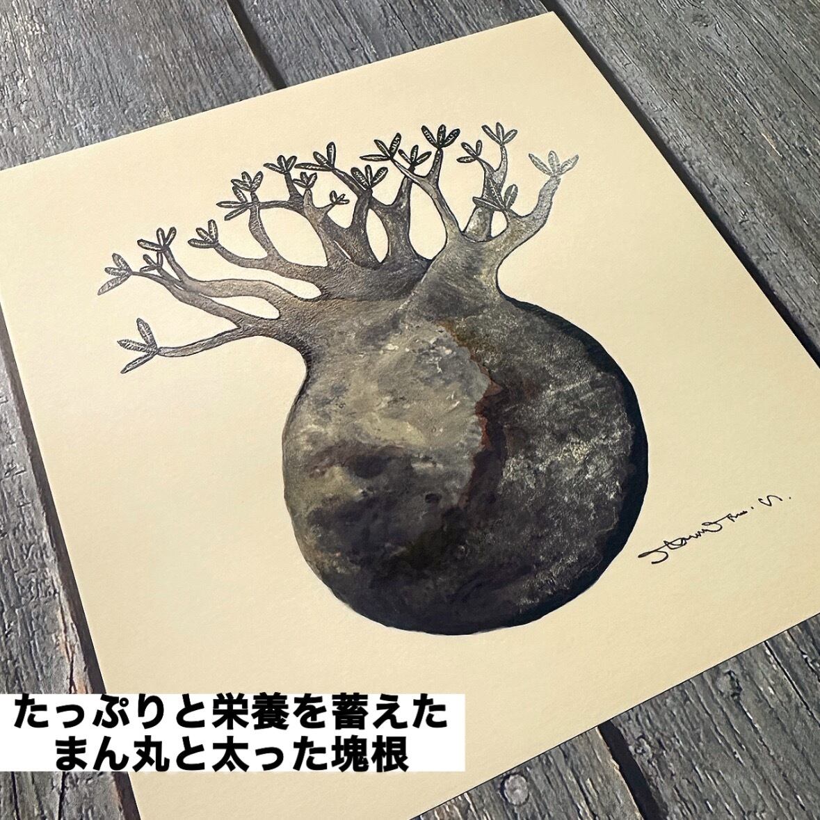 ono5s 原画　アウトドア　パキポディウムグラキリス　オノゴス ono5s 原画 アウトドア パキポディウムグラキリス オノゴス ono5s 原画