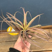 チランジア　ラブノット（カピタータ×ストレプトフィラ）【949】