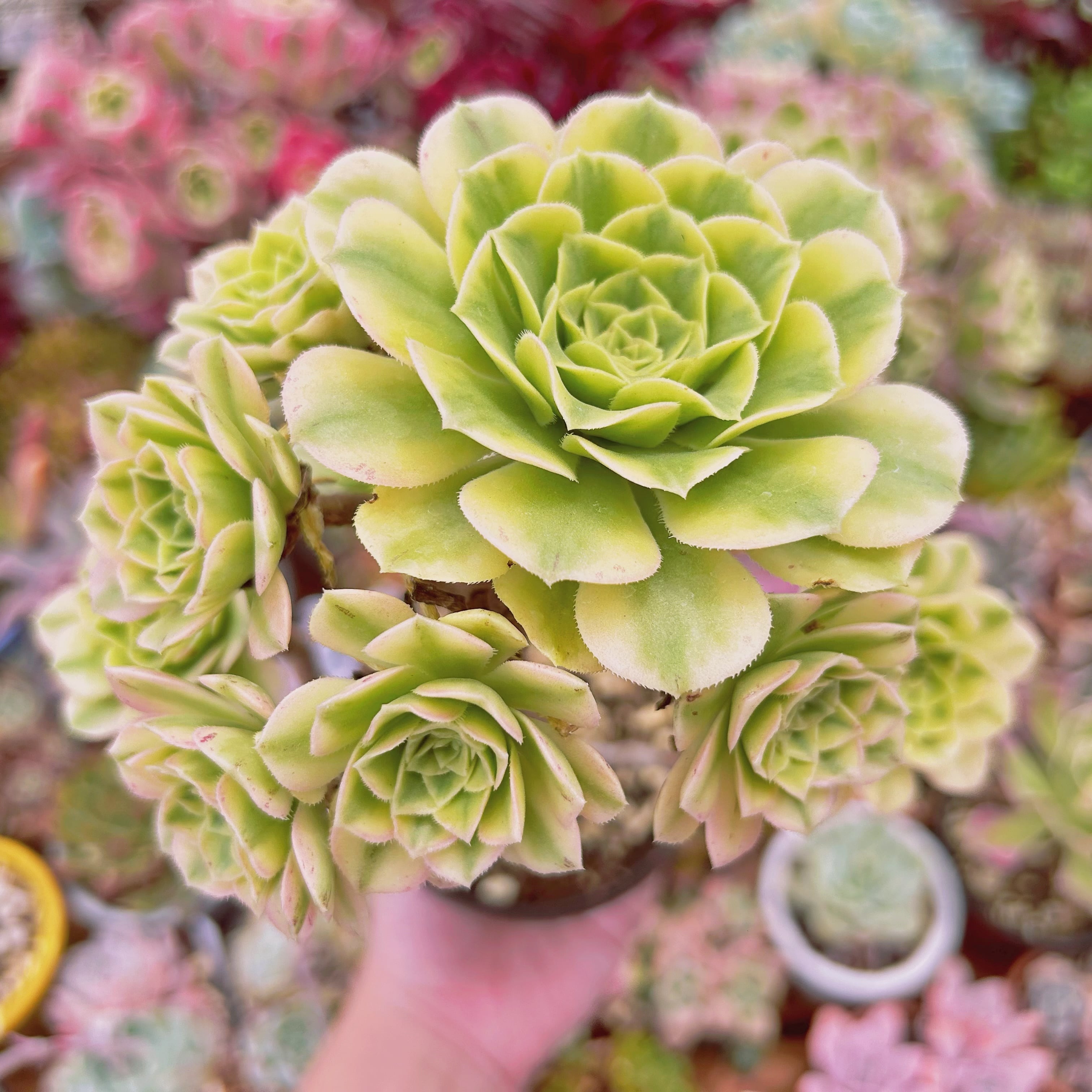 #1008現物　多肉植物　富士雪  特大　抜き苗