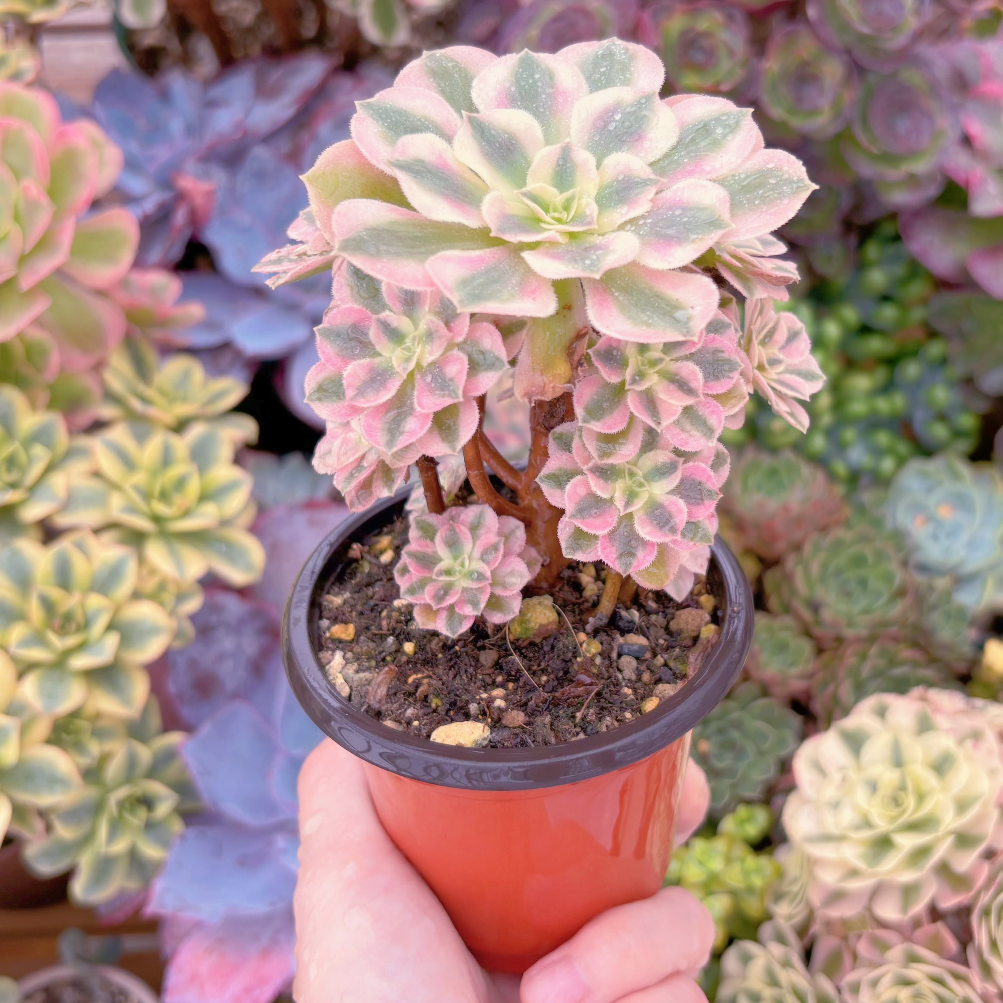 現品　アフラダイティ#627　群生　るる農園