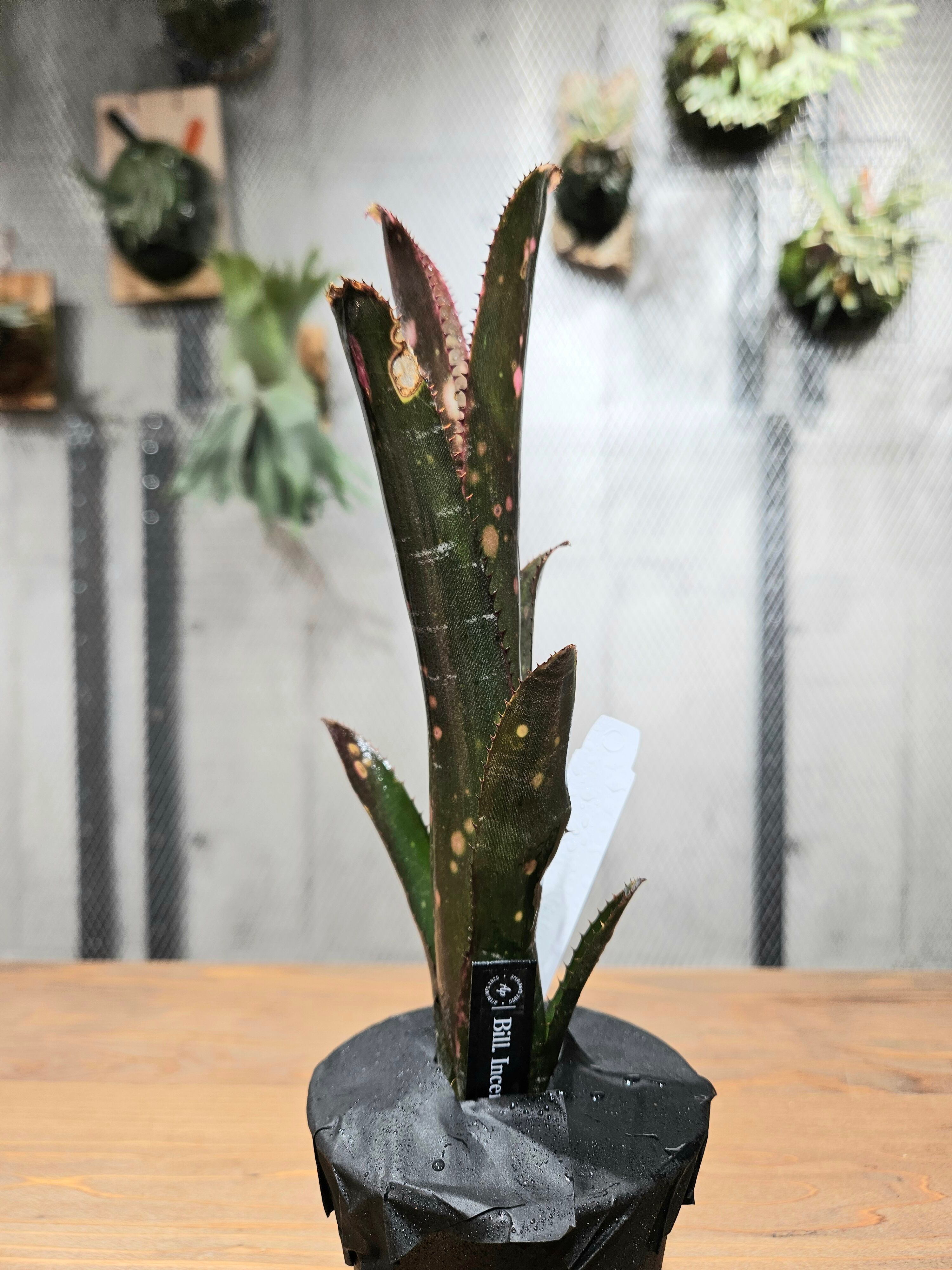 Billbergia. Incendiary Delight【artPLANTs/PLANTS GARAGE