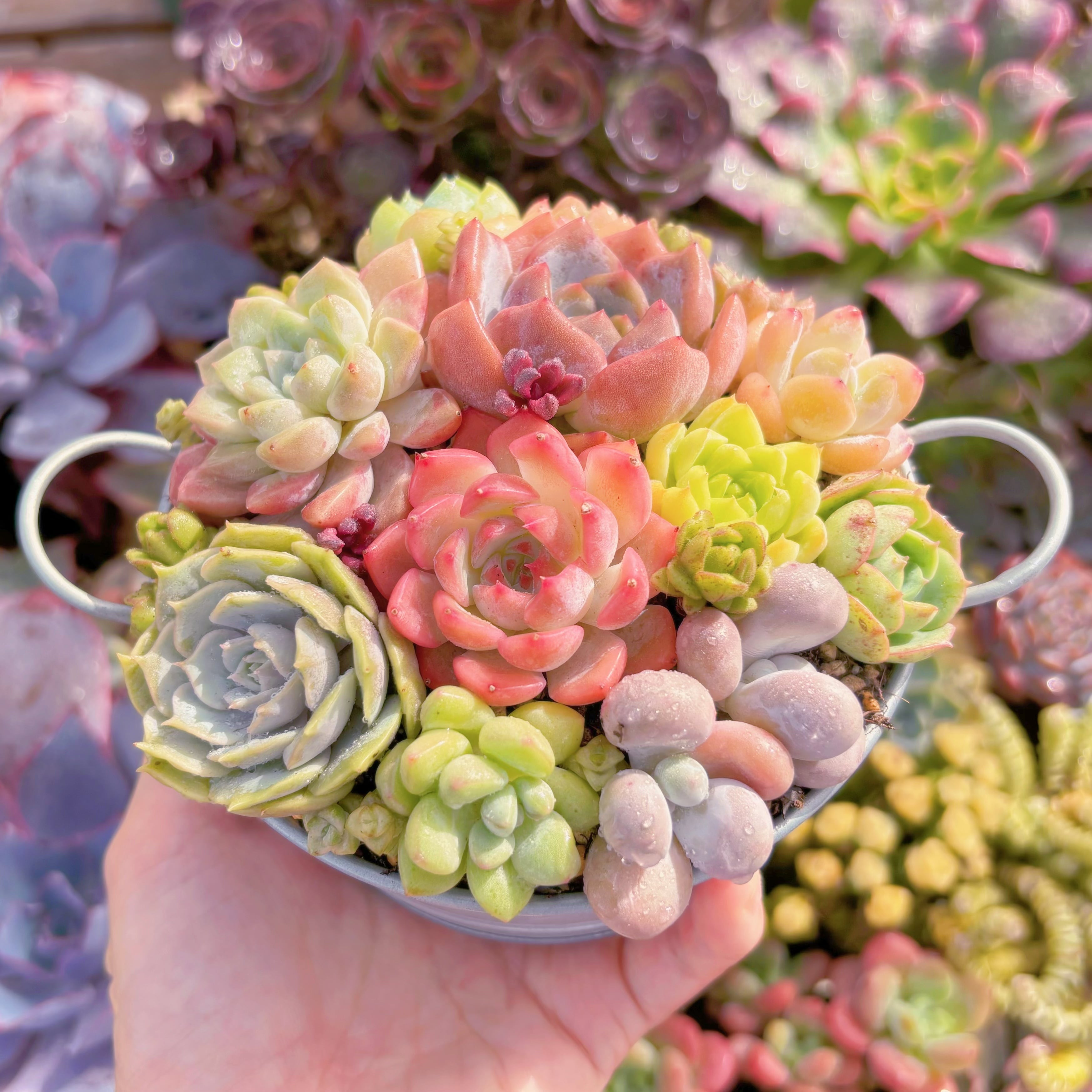 現品 寄せ植えセット#C04 るる農園 | るる農園~多肉植物専門