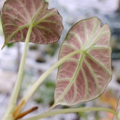 【斑入り】アロカシア ブラックベルベット⑤ / Alocasia reginula 'Variegated'│観葉植物