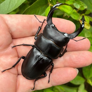 【希少産地・新成虫】兵庫県川西市産オオクワガタペア（♂74mm） #6844
