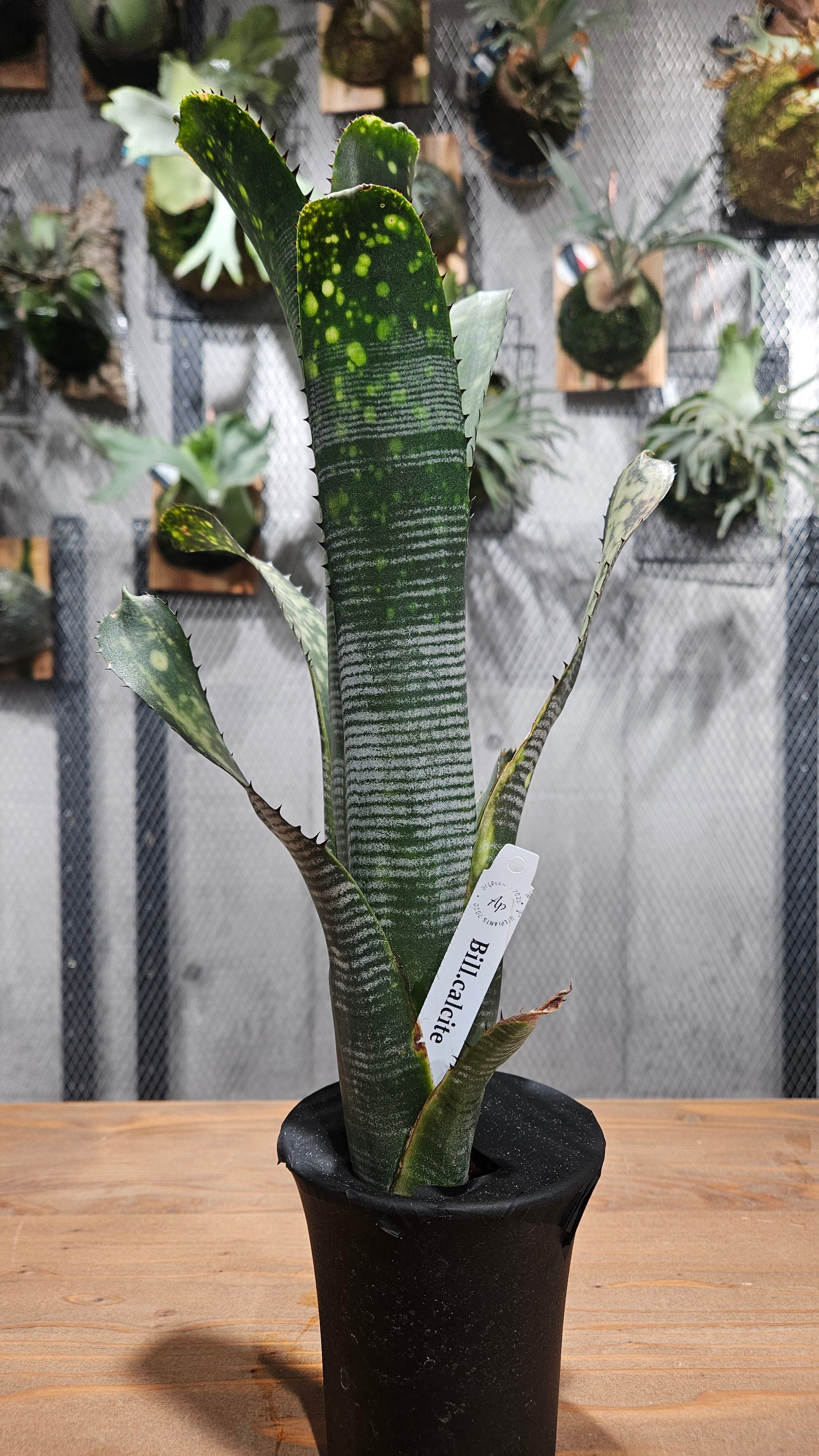 Billbergia Calcite 【artPLANTs】ビルベルギア/Billbergia/タンク