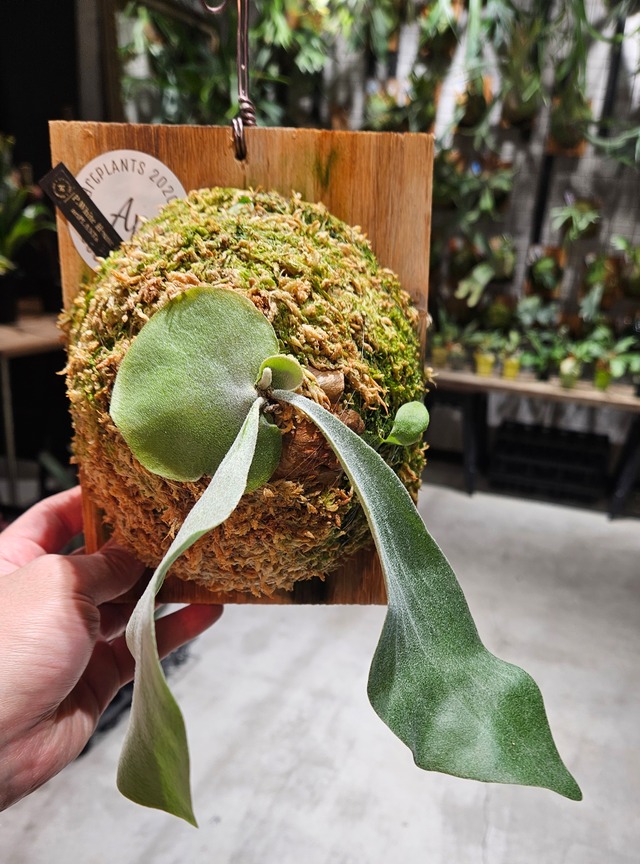 P. White House #2 【artPLANTs/PLANTS GARAGE】  ビカクシダ/Platycerium