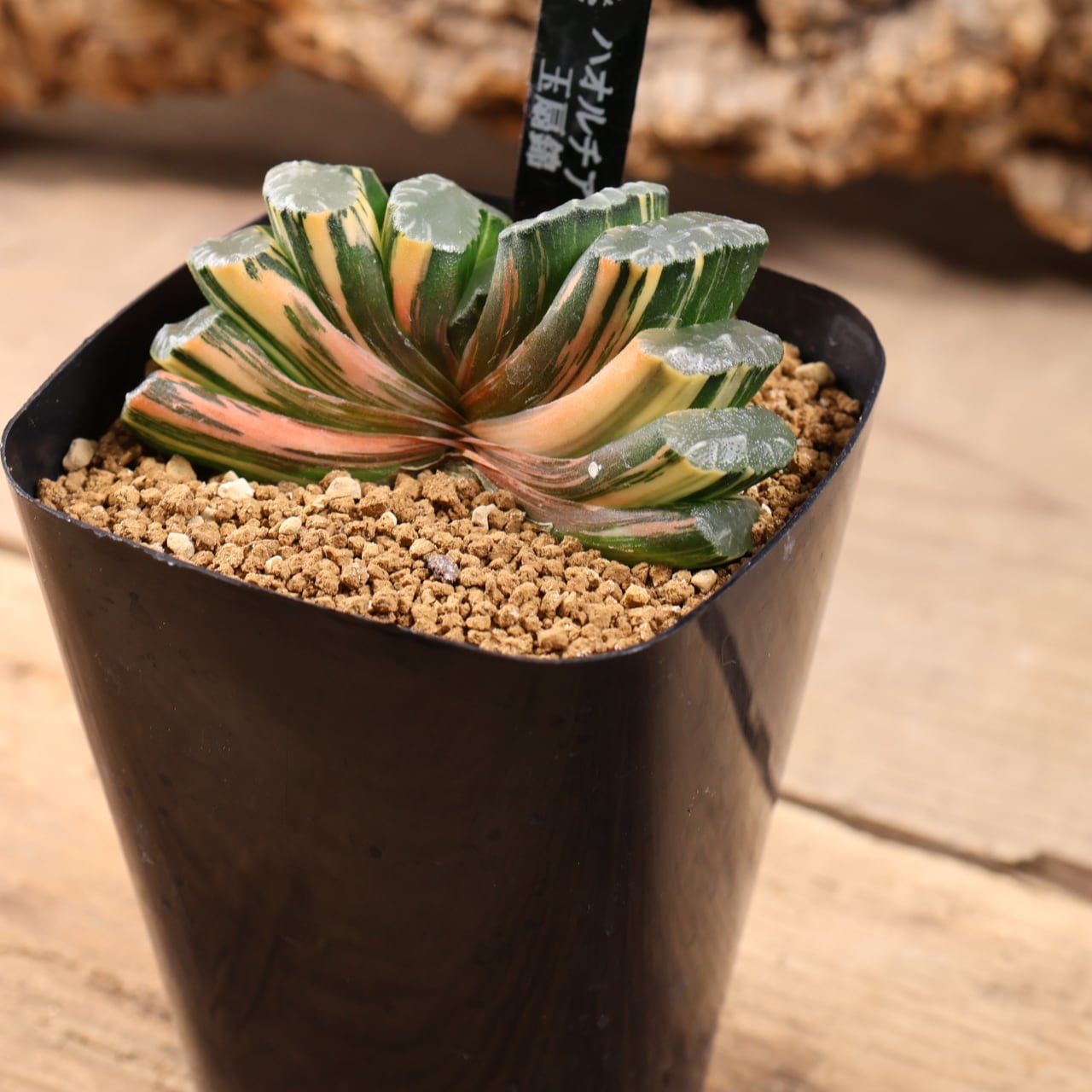 38a 多肉植物 ハオルチア　大黒玉扇錦　自家繁殖　鉢植え発送 721『ハオルチア 玉扇錦』観葉植物【送料無料】 | MARX PLANTS | 観葉