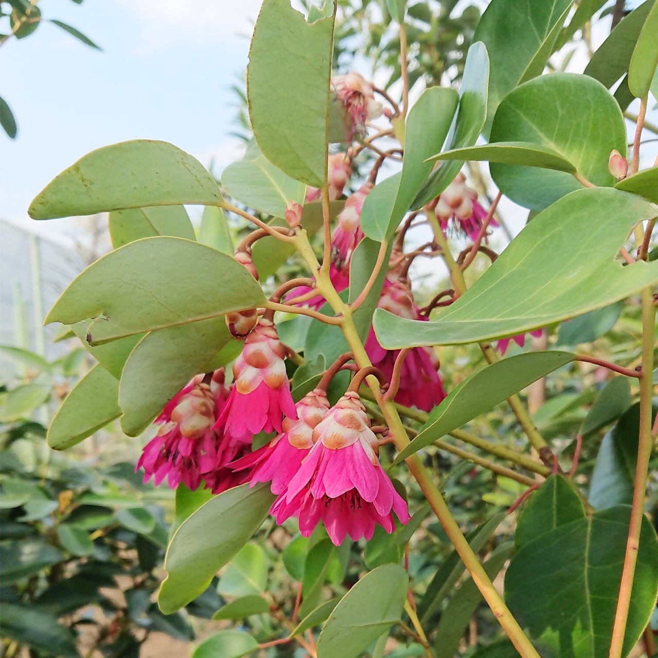 ロドレイアの木　約1.7ｍ　特大株　植木苗木　お買い得なお任せ株　シンボルツリーに　シャクナゲモドキ　常緑樹　送料無料 現品発送ロドレイア ロドレイヤ 1.3ｍ-1.6m(根鉢含まず