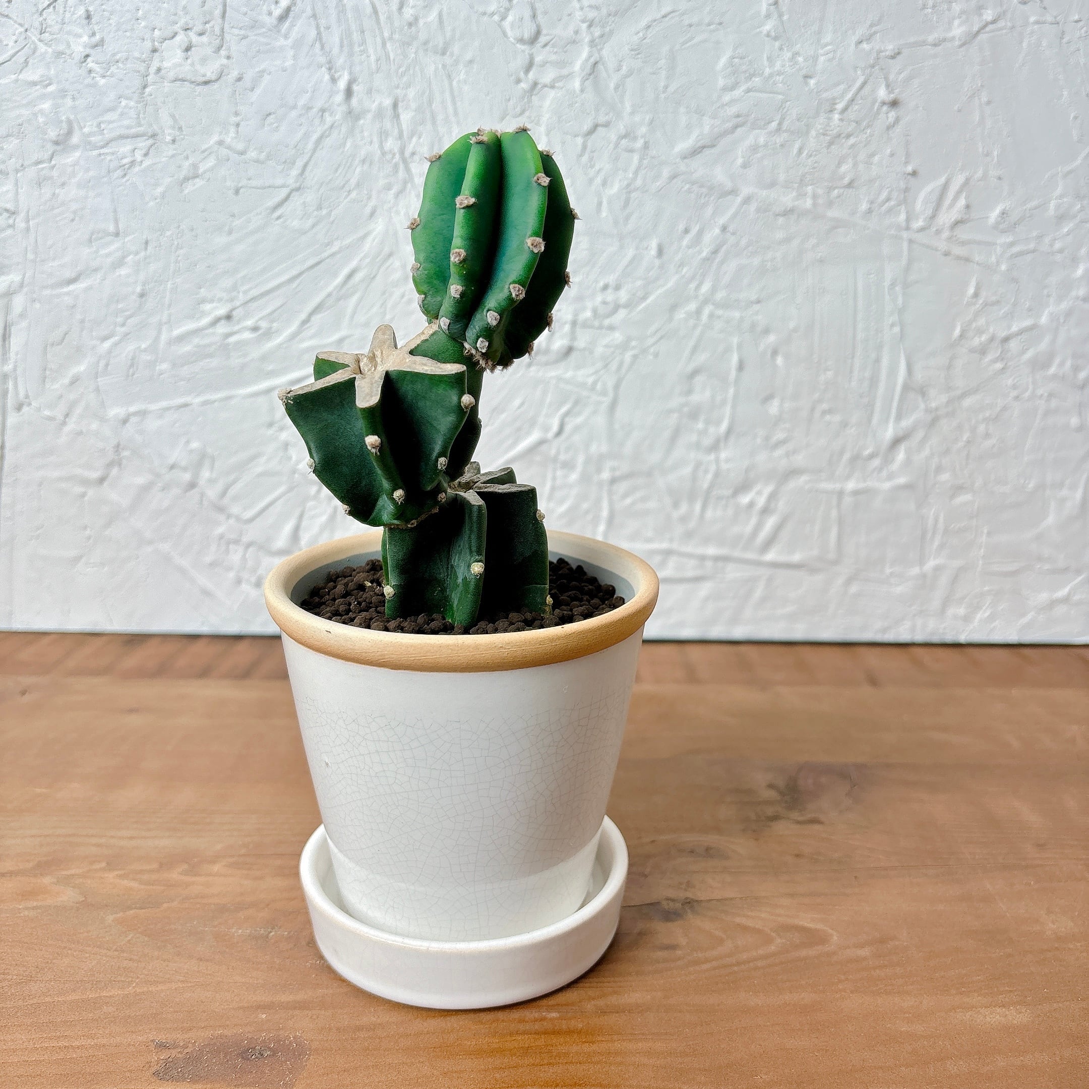 柱サボテン ブランチ [多肉植物、観葉植物] | yu25plants