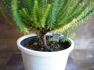 【現物】エリカ　Ｓ．’ライトスパーク’　C