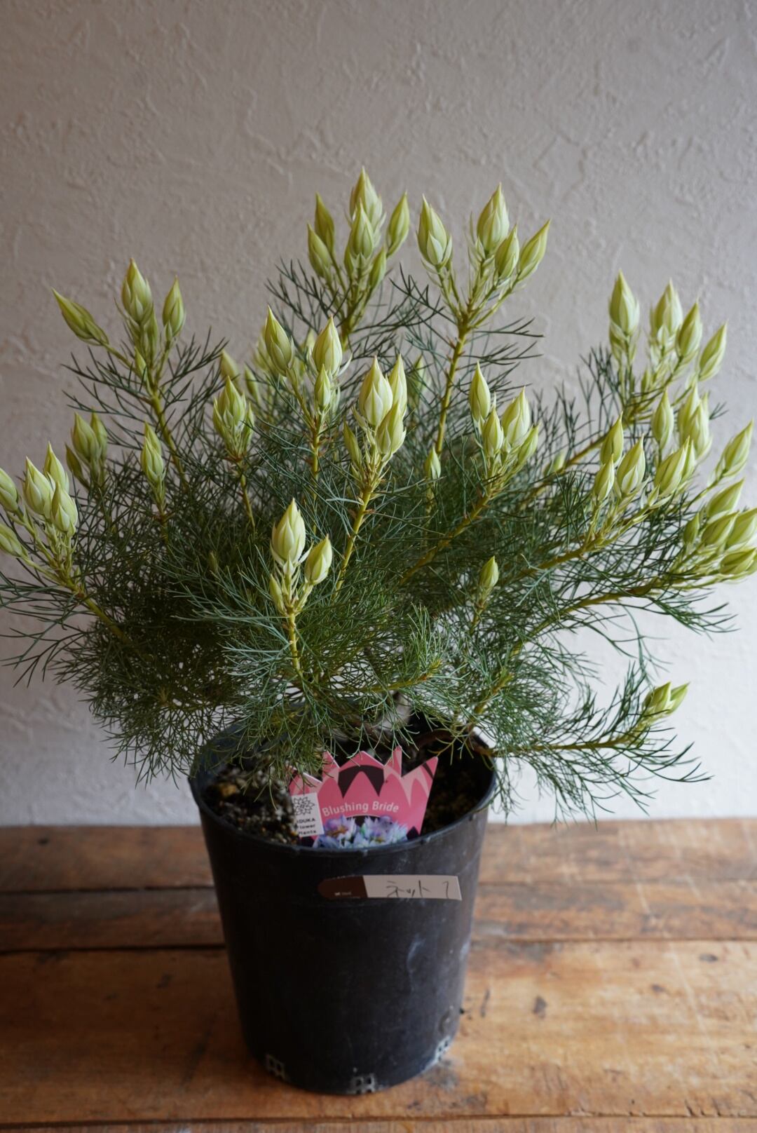 オージープランツ | 沼ノ上農園