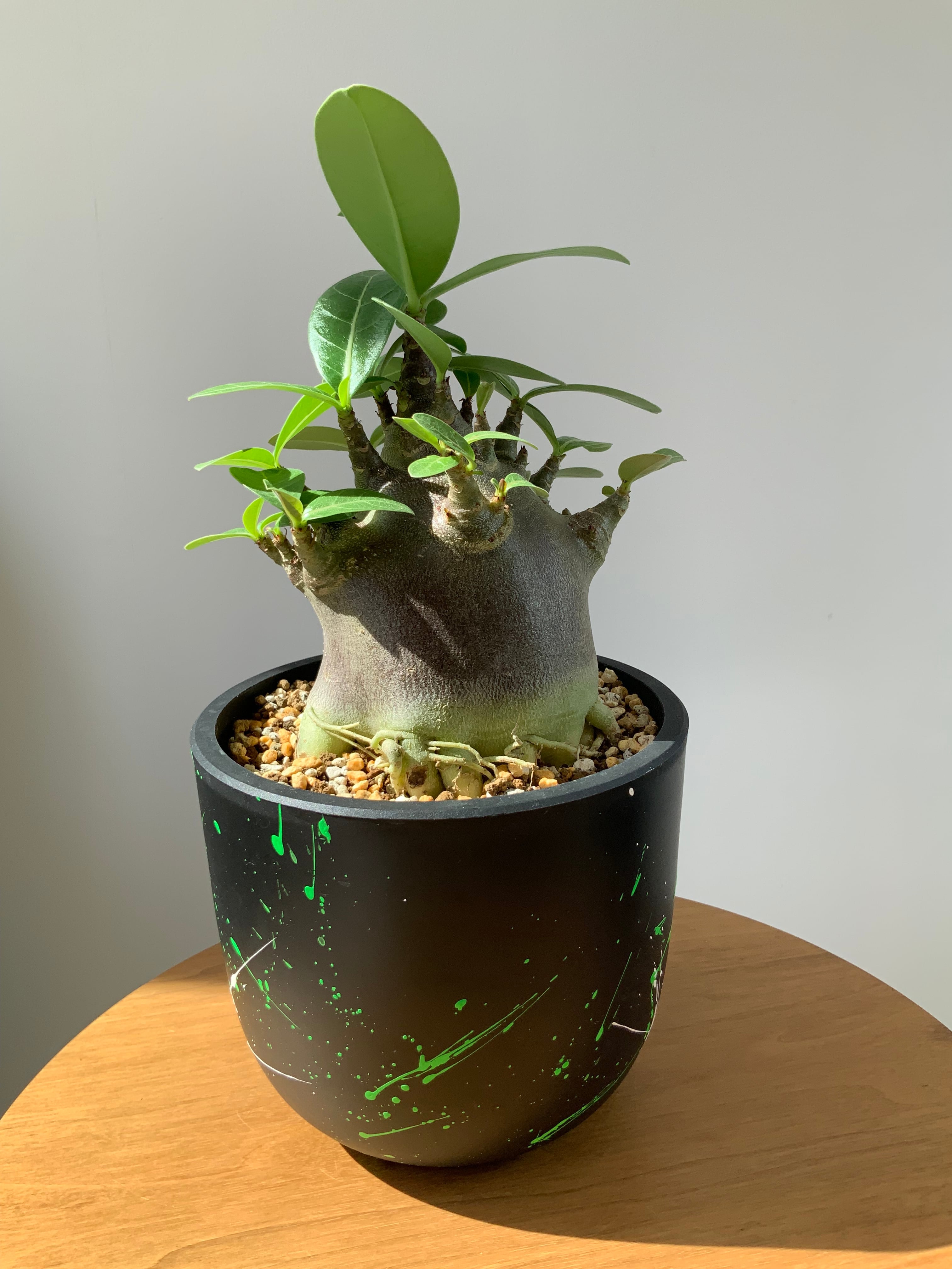 アガベ SAD 南アフリカダイヤモンド Agave SAD | Pay ID アガベ SAD