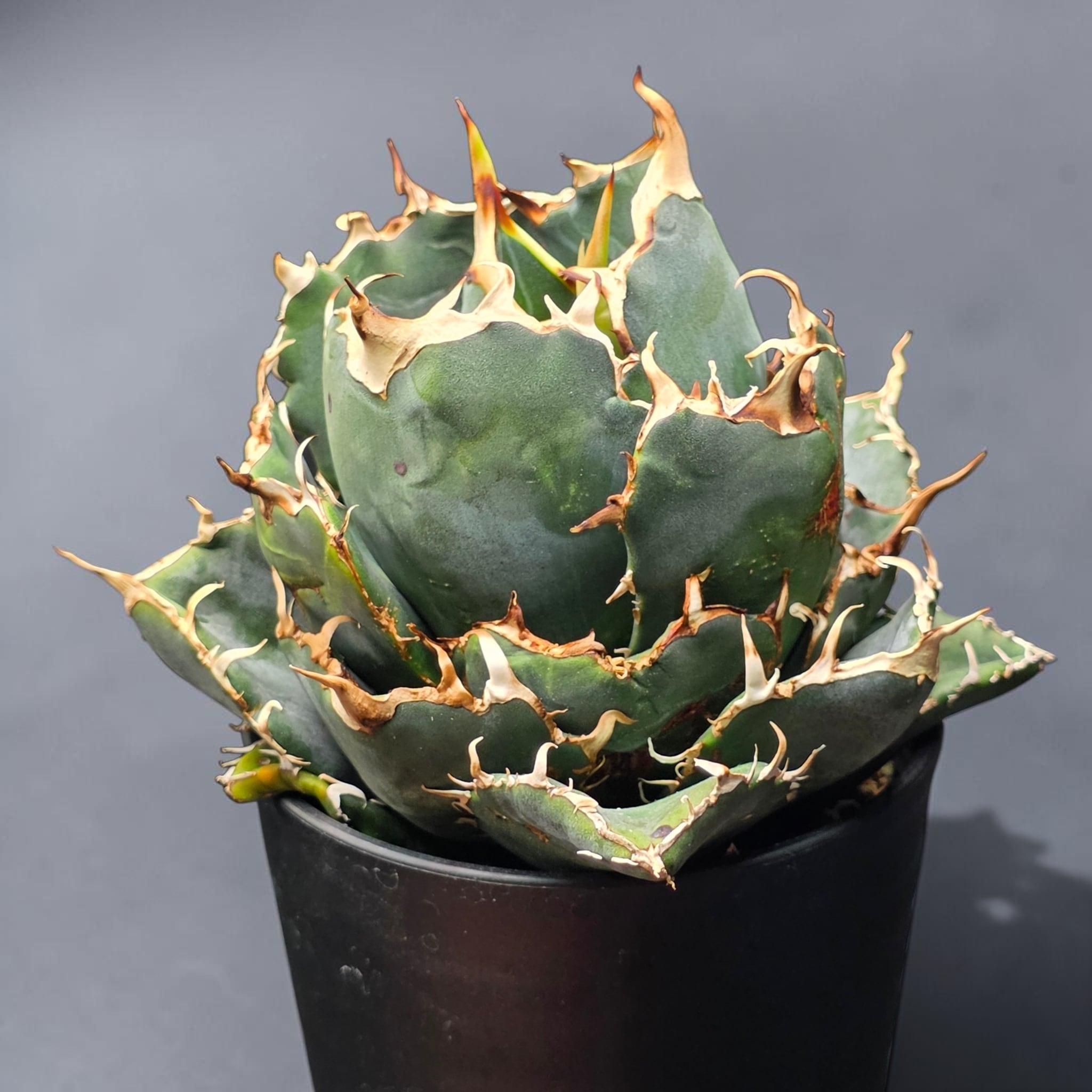 アガベ チタノタ 白鯨 (Agave titanota 'Hakugei') | BRIDGE GARDEN