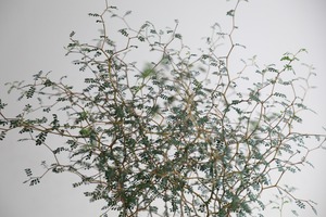 【M】ソフォラ リトルベイビー/Sophora prostrata Little Baby