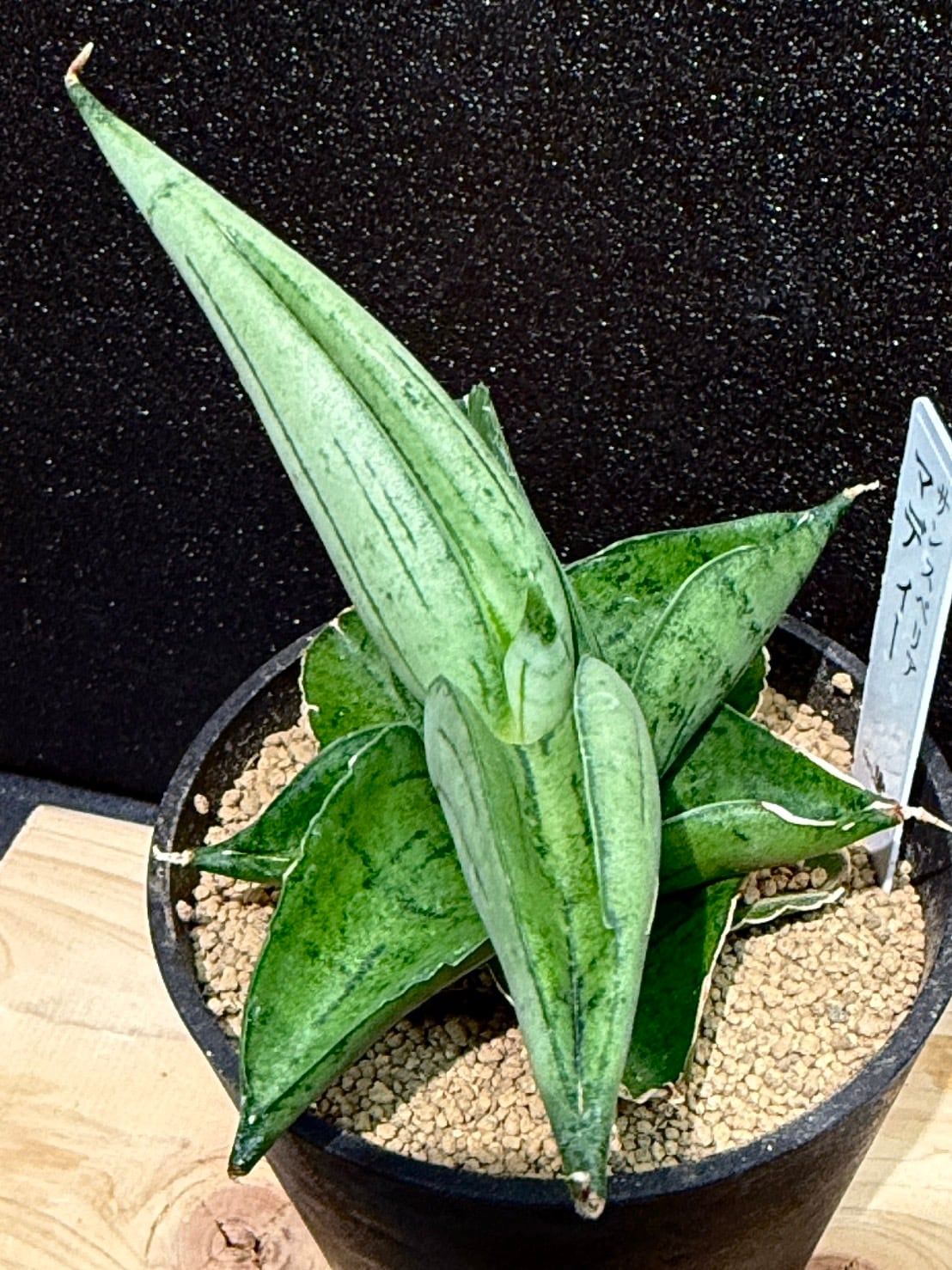 マディー サンセベリア 2.5号 希少 レア 原種希少品種 観葉植物 空気