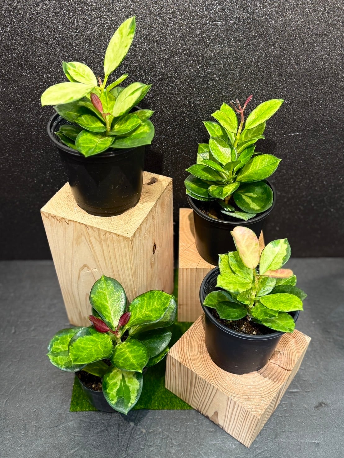 ホヤ・マチルダ 4号吊り | 観葉植物と雑貨のお店 VIVAGREEN