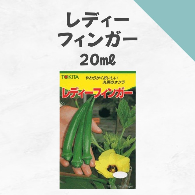 レディーフィンガー　オクラ種子・20ml
