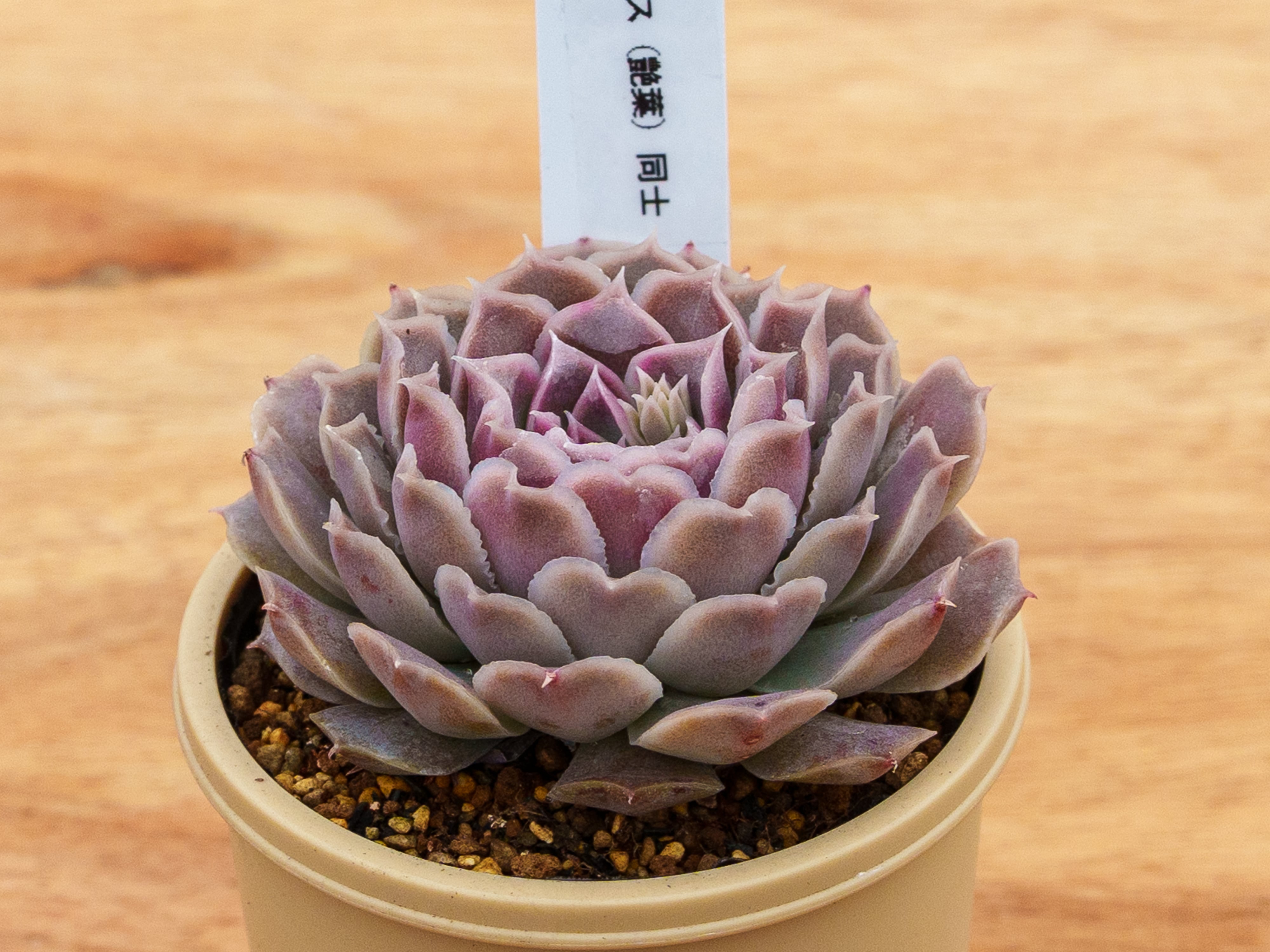 Fセット | クアトロ