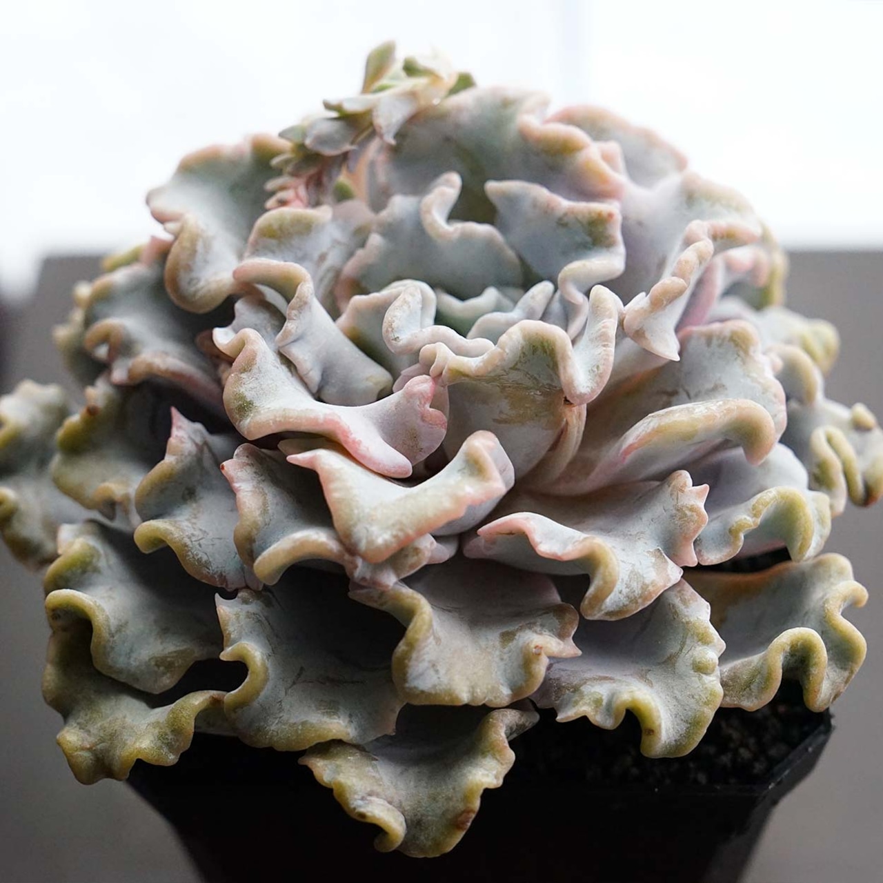 カット苗 クリスペイトビューティ 超大型 Echeveria 'Crispate Beauty'