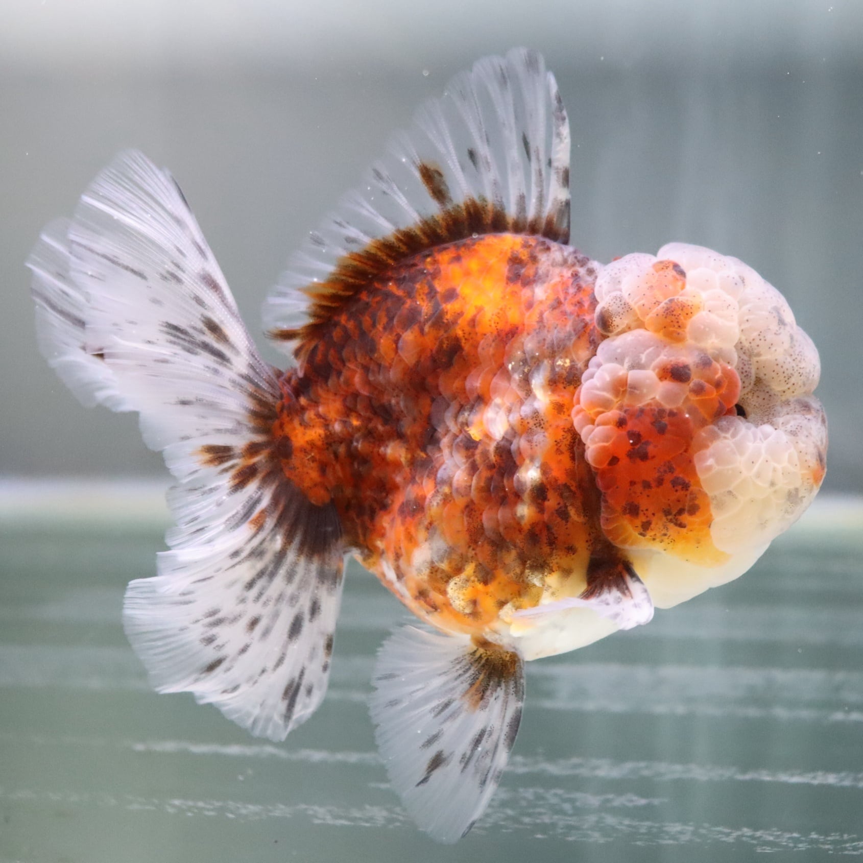 極上 ローズテールオランダ 変わり柄 12cm