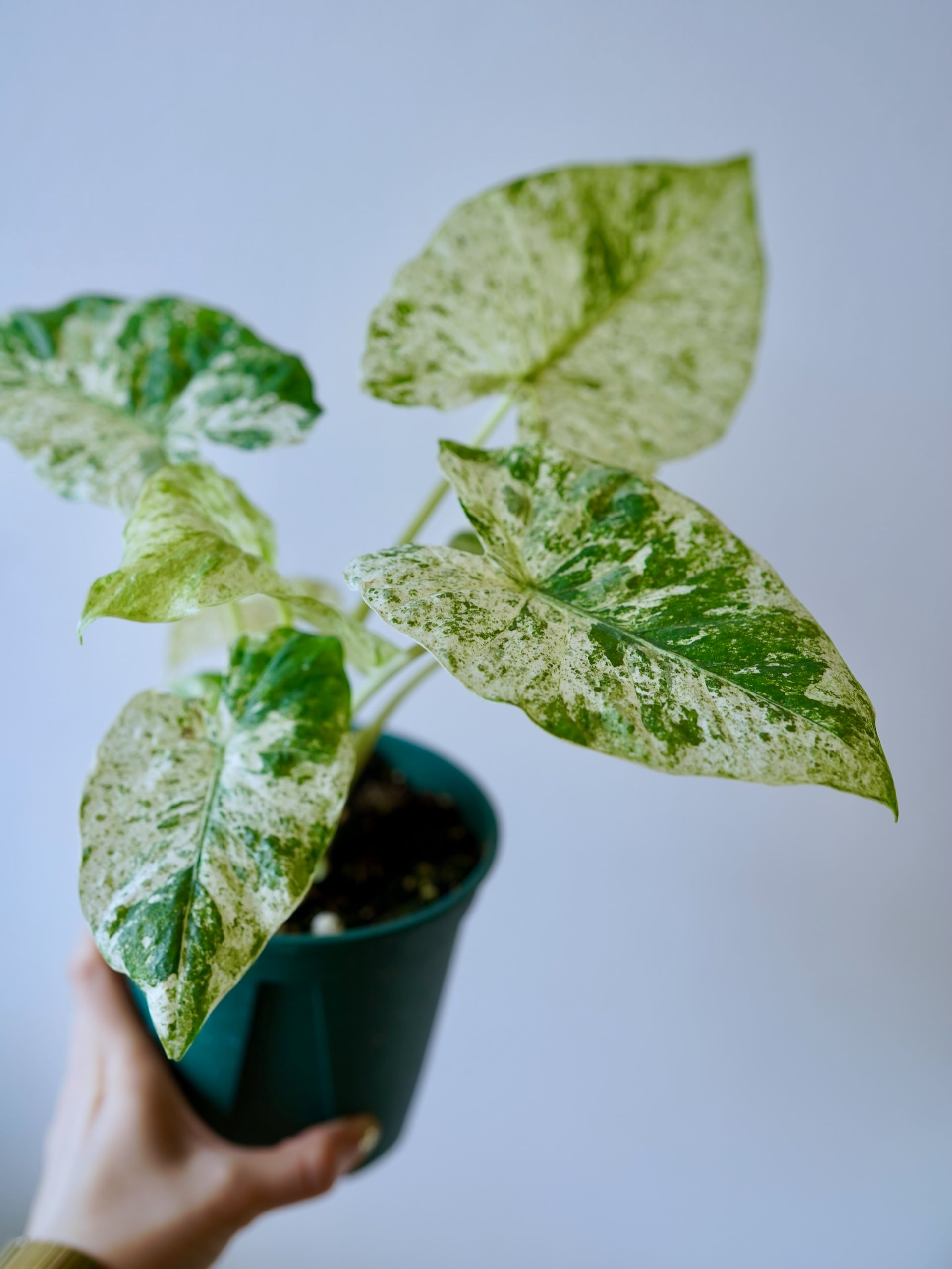 ディッキア・エステべシー dyckia・estevesii 原種 | フラワー