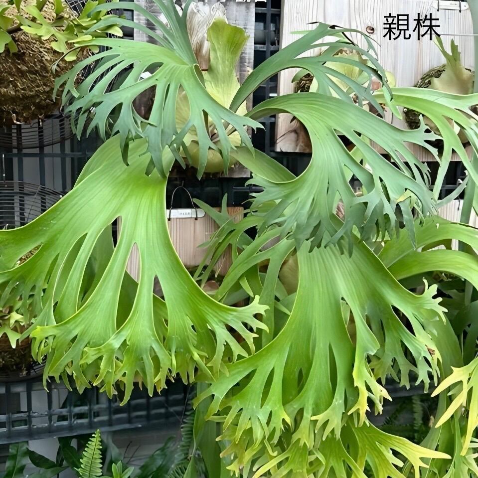 ビカクシダ P. ss Foong 