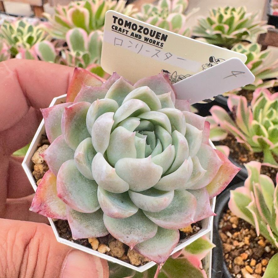 おまとめ中！39SALE！多肉植物^o^  ティンカーベル おまとめ中！39SALE！多肉植物^o^ ティンカーベル 【公式通販】