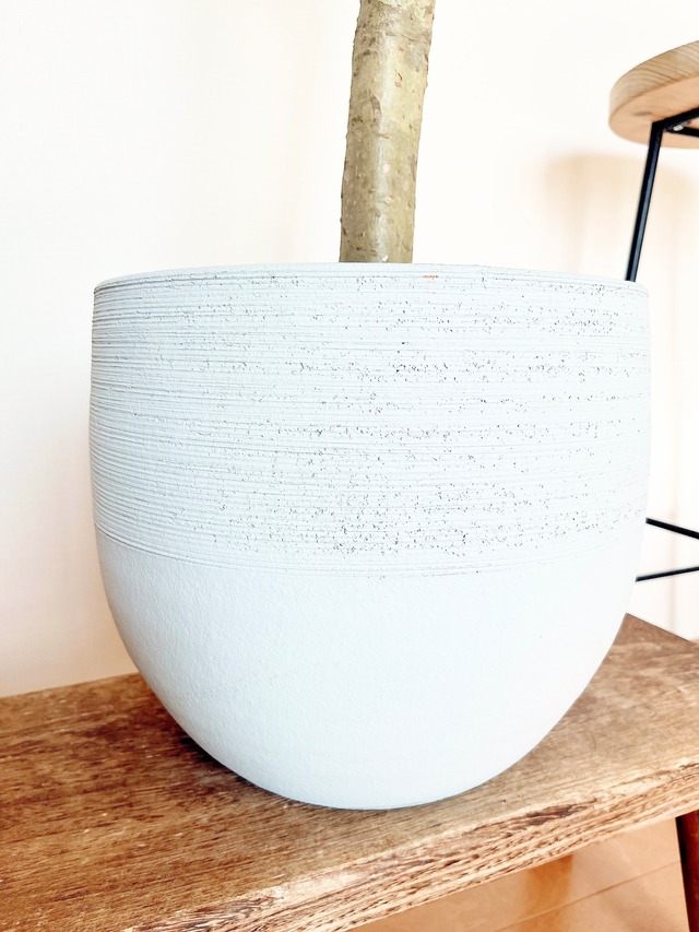 【Premium Plants】存在感を纏う ― シェフレラ 幹太・陶器鉢仕立て calm cafe