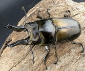 【F0】《ローゼンベルグオウゴンオニクワガタ 65.5mm ペア》