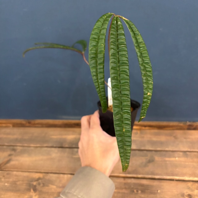 アンスリウム　クックエンセ(クツクエンセ)【599】