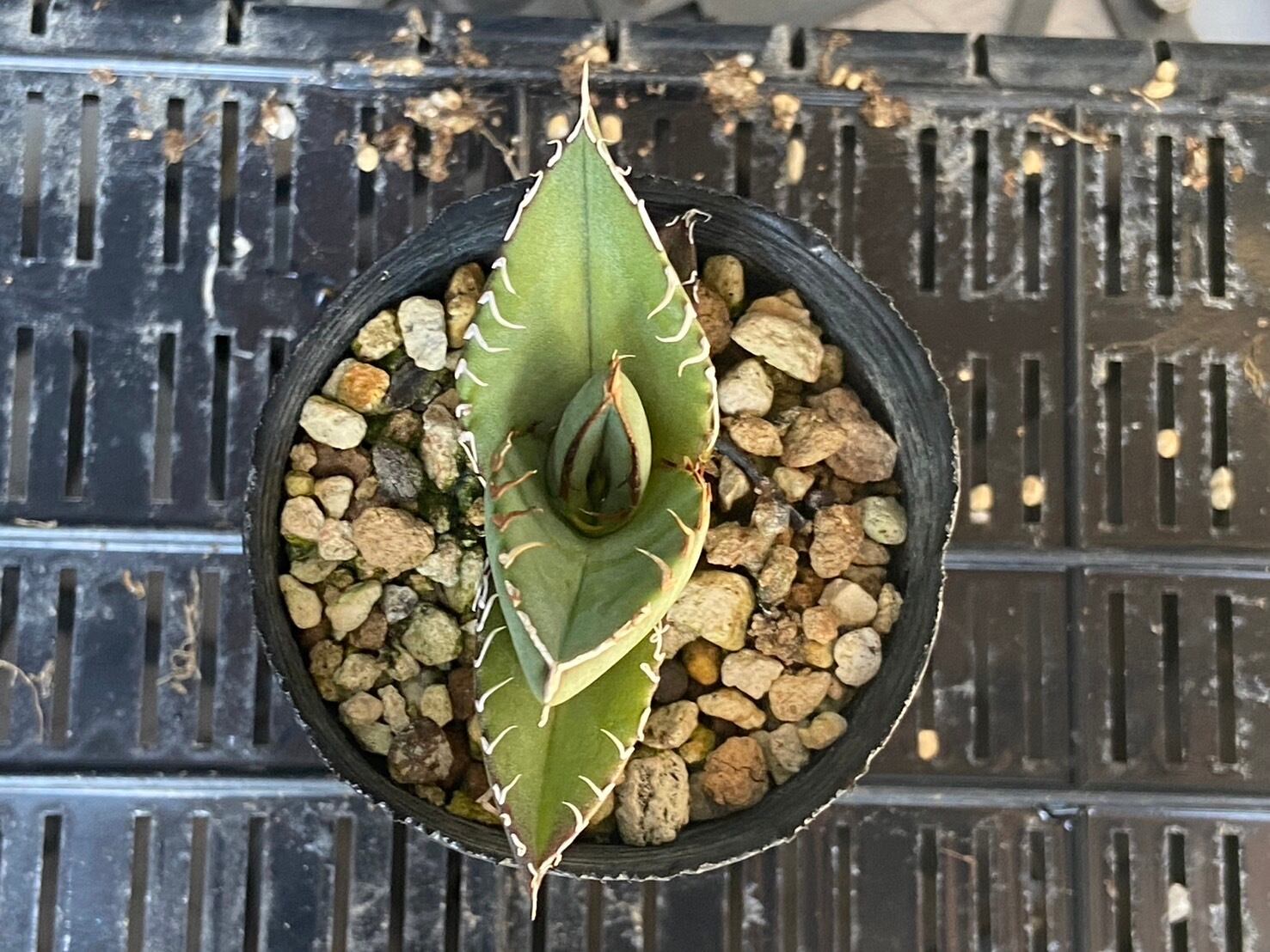 【 F-16 】oteroi seedling ①