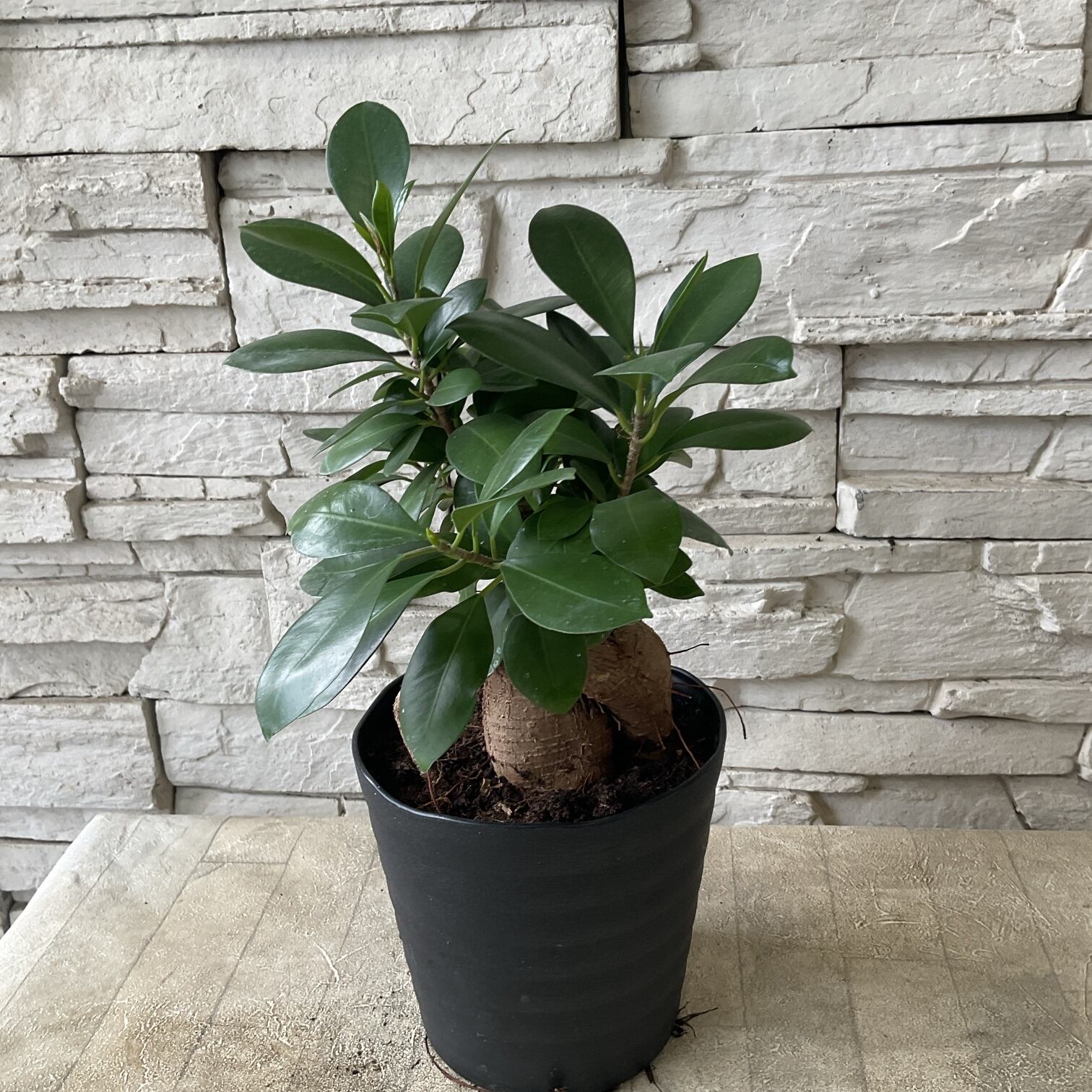 観葉植物】ガジュマル 5寸鉢 | 橋本種苗園 観葉植物】ガジュマル 5寸鉢 | 橋本種苗園