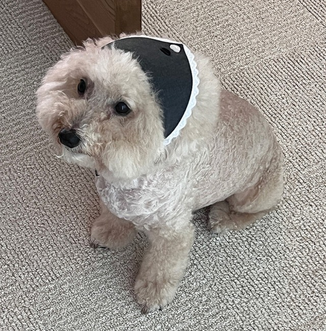 〈予約アイテム〉pebs / PEBBLES x ROMANMOOD 4-way heart button bandana