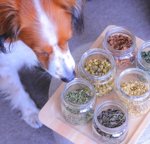 Dog herbs for senior care（シニアドッグ用ハーブレシピ＆グッズ）