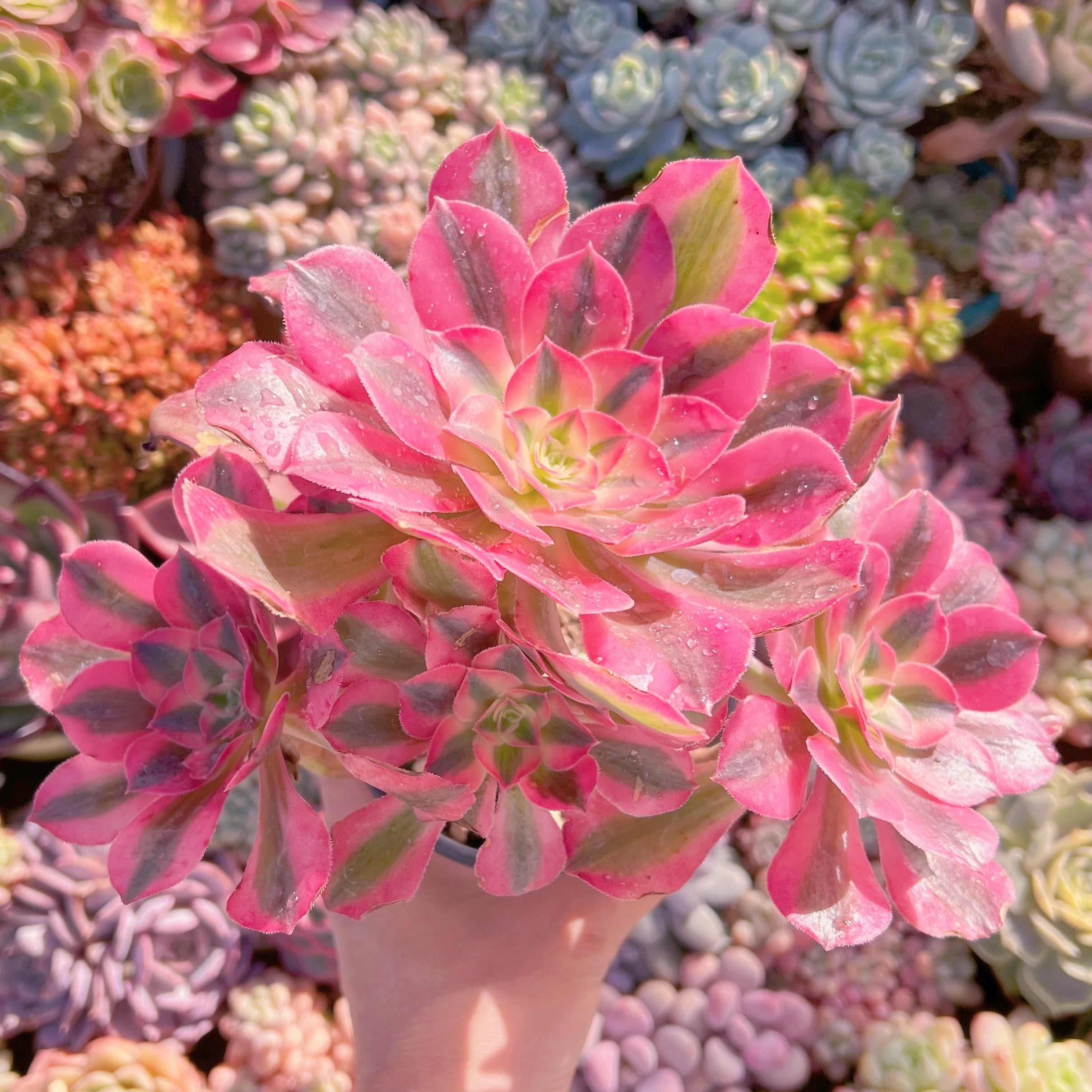 現品　アフラダイティ#254　大群生　新入荷