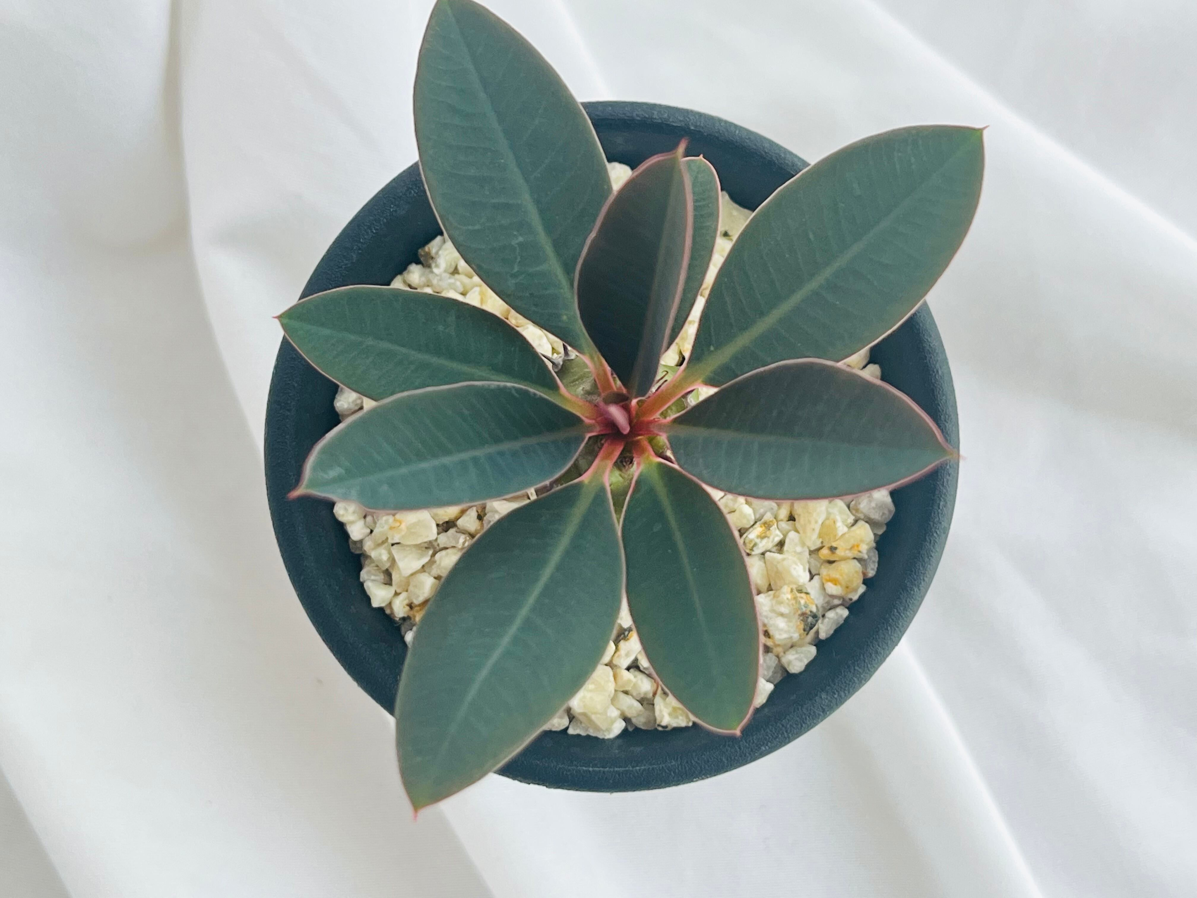 Euphorbia pachypodioides ユーフォルビア パキポディオイデス 多肉