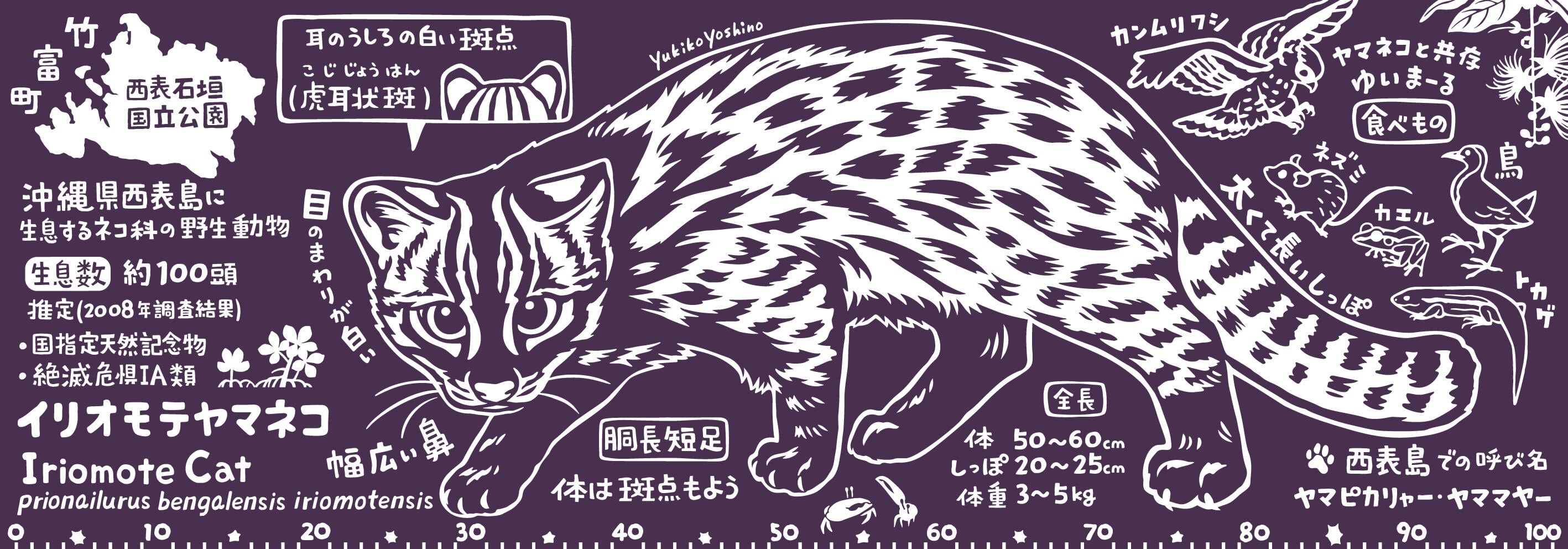 てぬぐい【イリオモテヤマネコ】 | サステナブルショップ・ミット