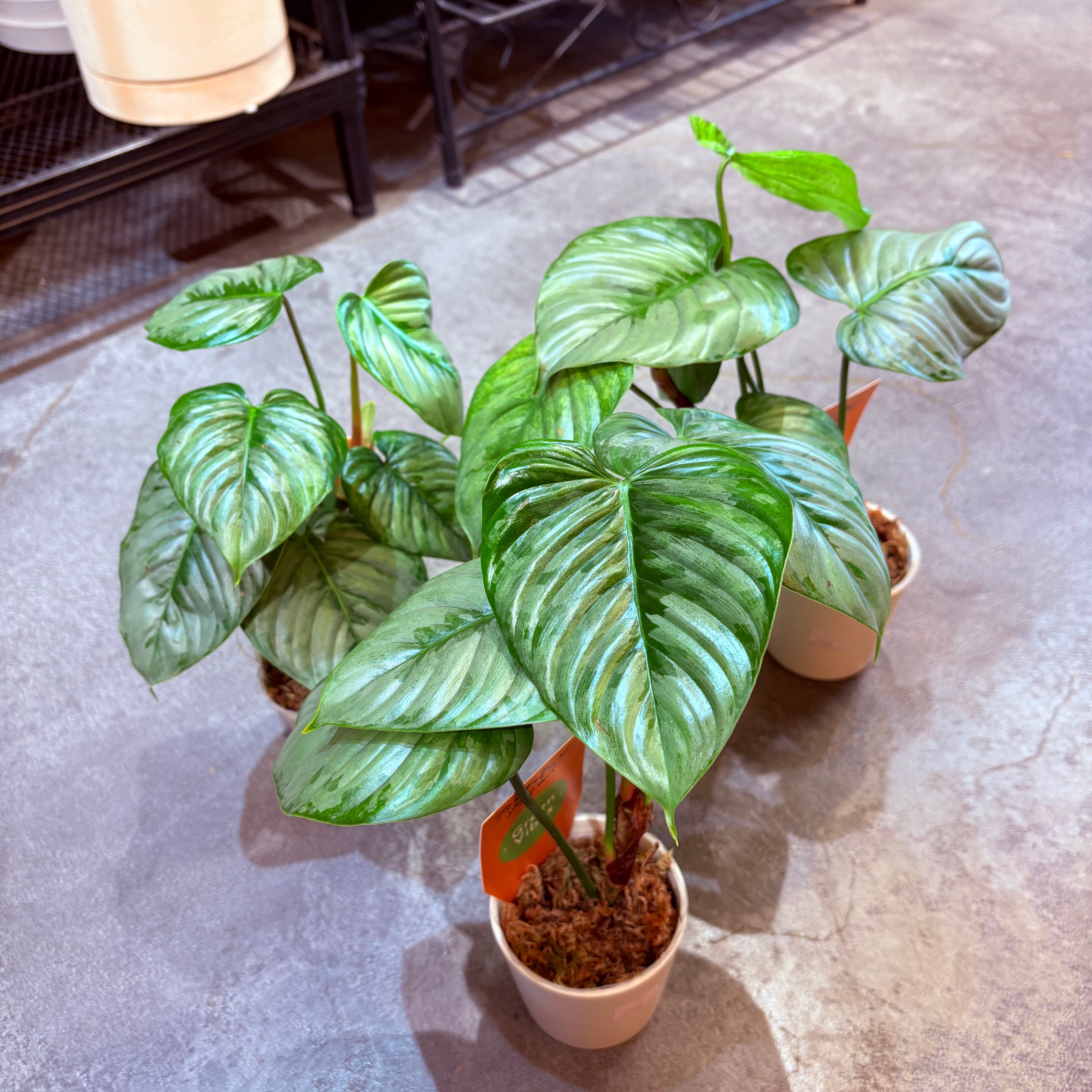 アンスリウム ルクスリアンス×ラディカンス 5号【荒木植物園さん