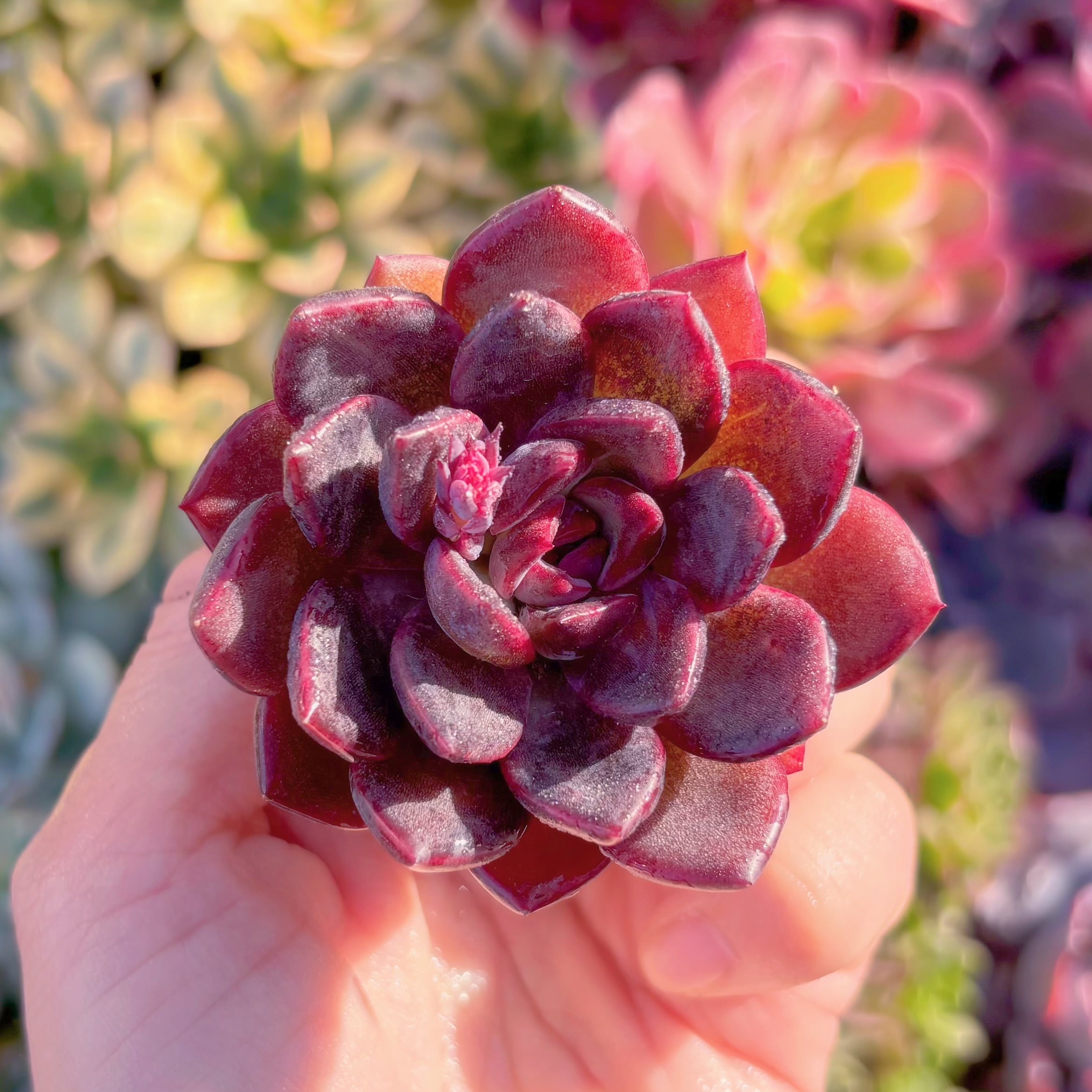 多肉植物　シューティン　新入荷　るる農園