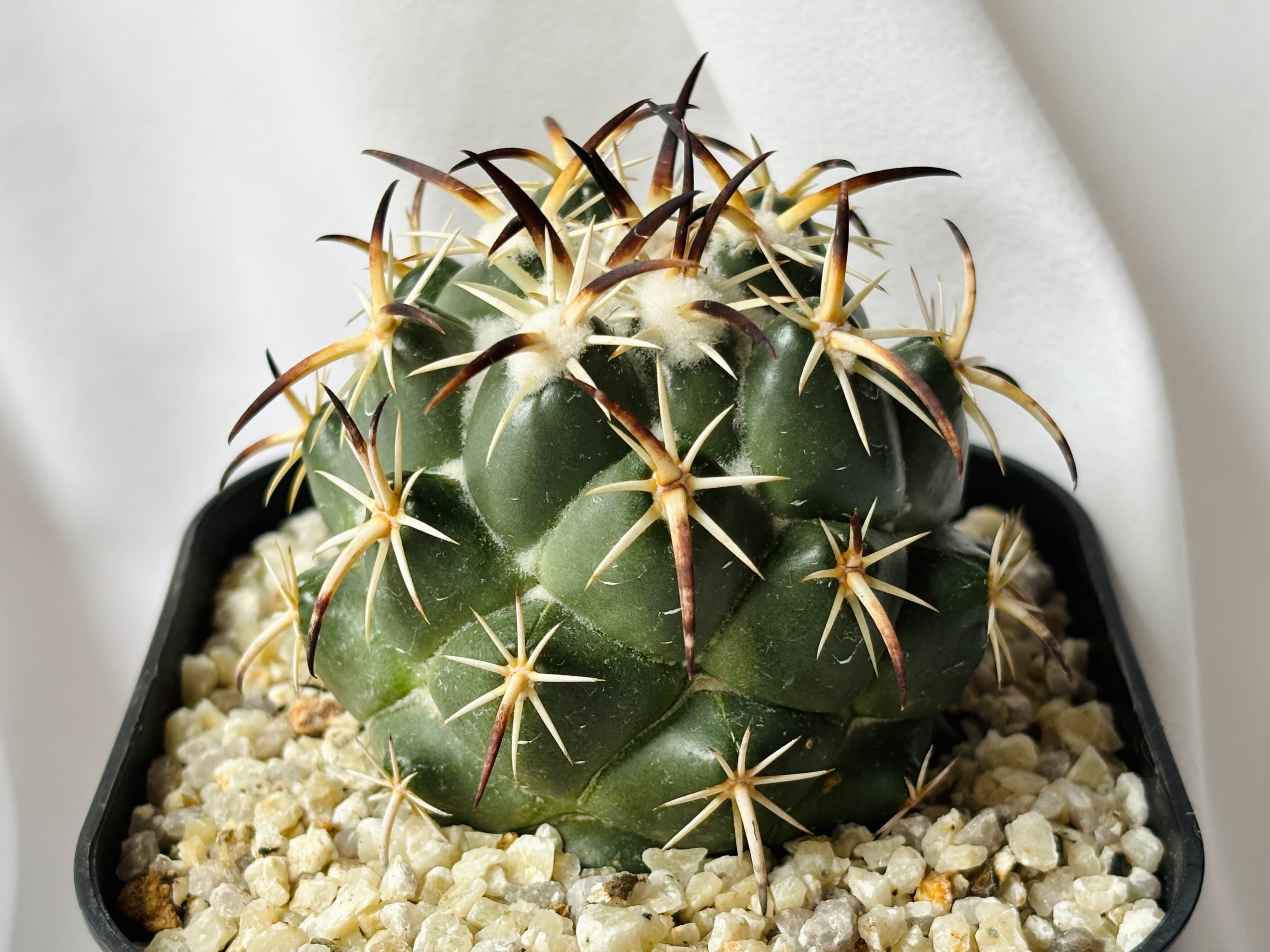 Coryphantha tripugionacantha コリファンタ トリプギオナカンサ サボテン