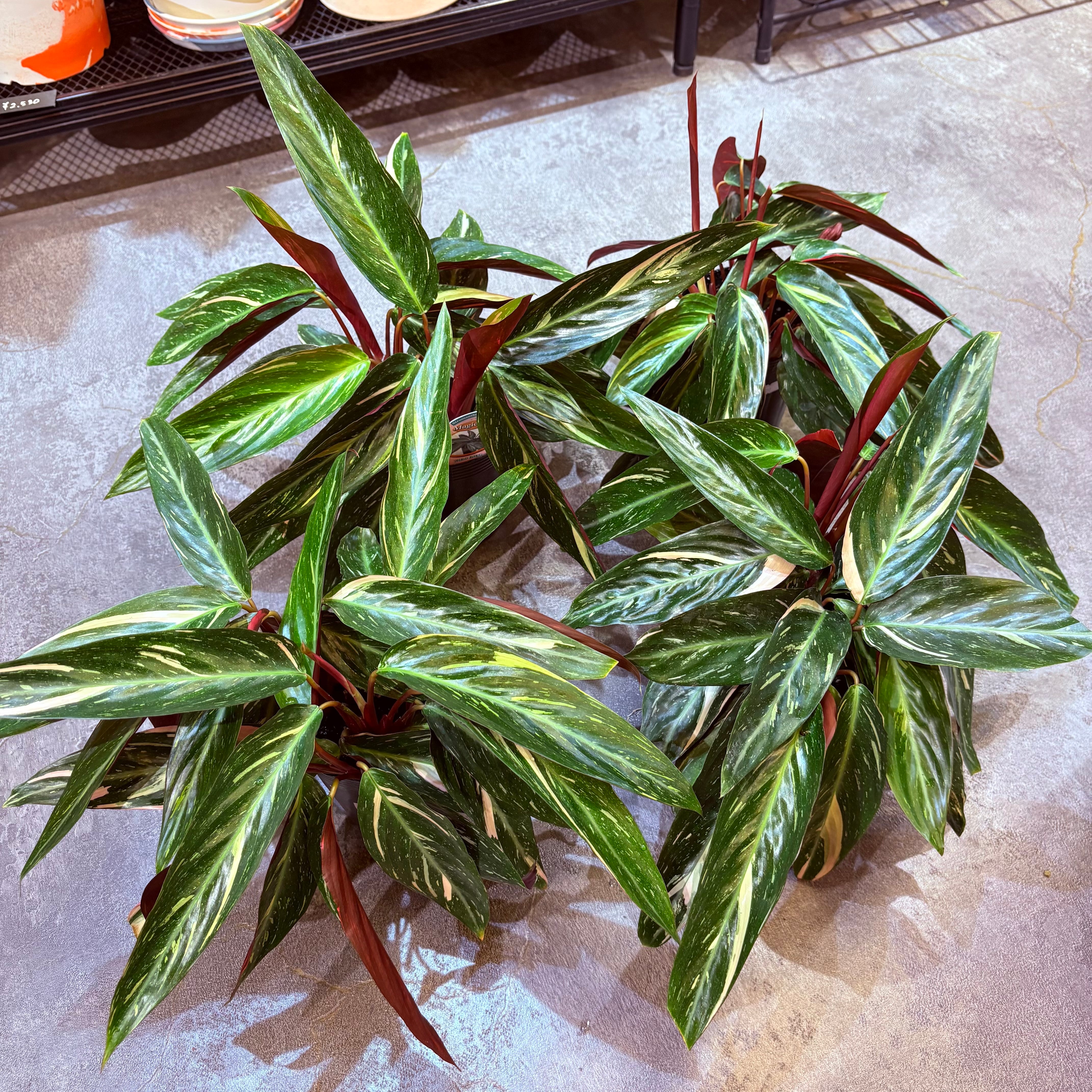 アンスリウム ルクスリアンス×ラディカンス 5号【荒木植物園さん