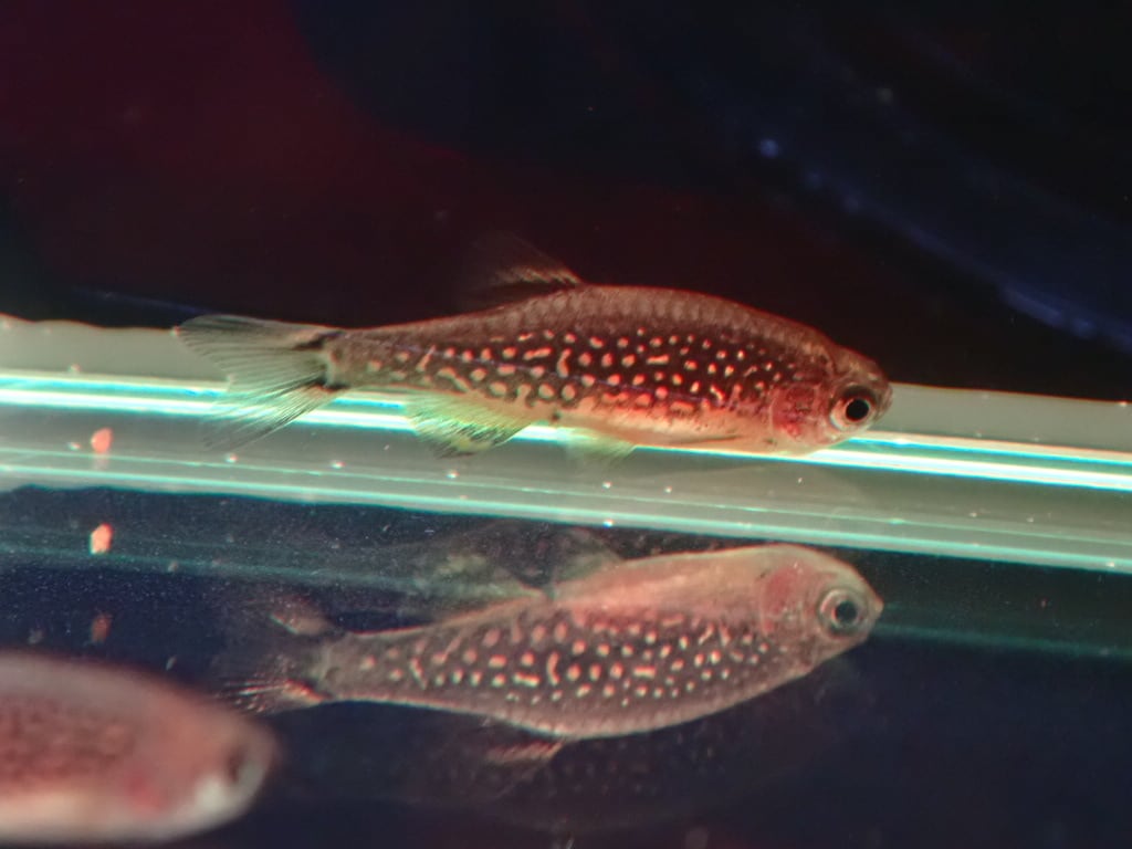 ミクロラスボラspハナビ