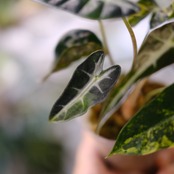 アロカシア バンビーノ イエロー / Alocasia bambino variegated 'Yellow'⑨ / 観葉植物