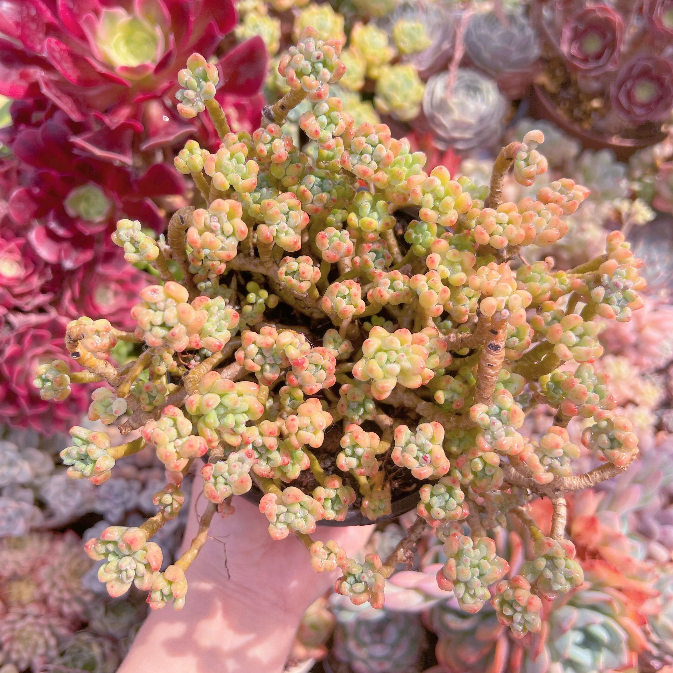 現品　ピンクビーン#736　特大群生　るる農園