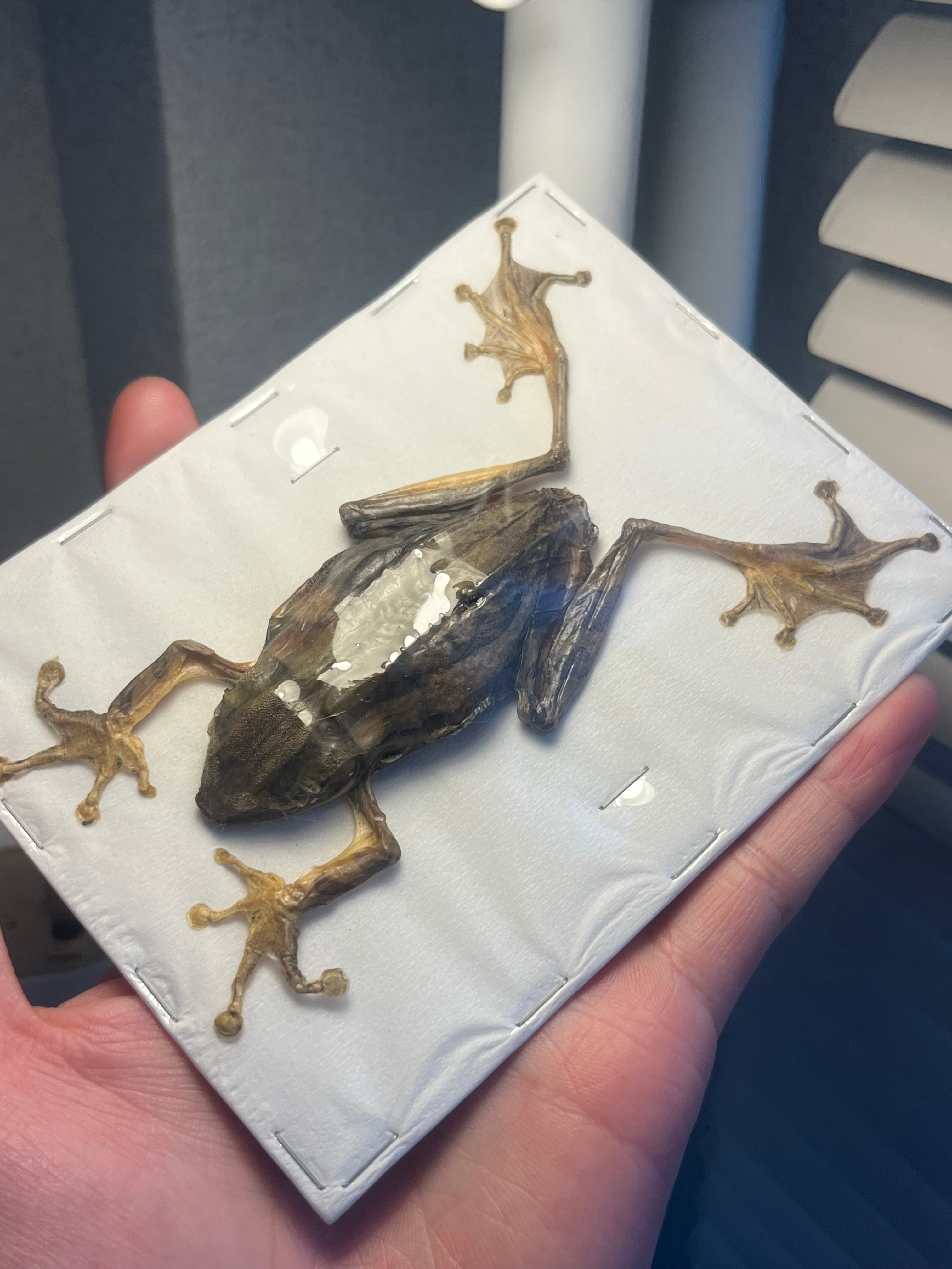 蛙標本】水かきが美麗なカエル イエアメガエル ミルキーフロッグ