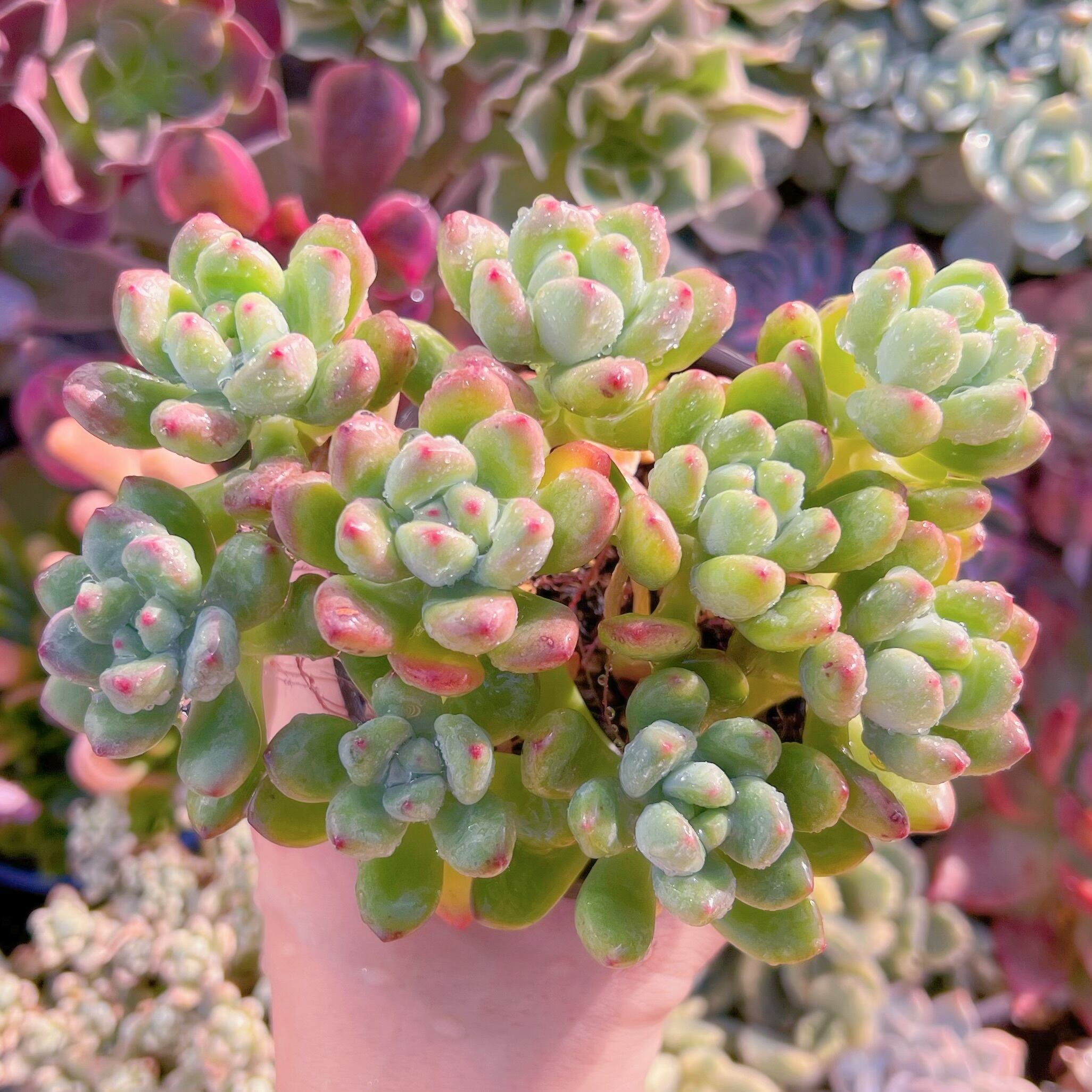 現品　トミーキャット#097   るる農園