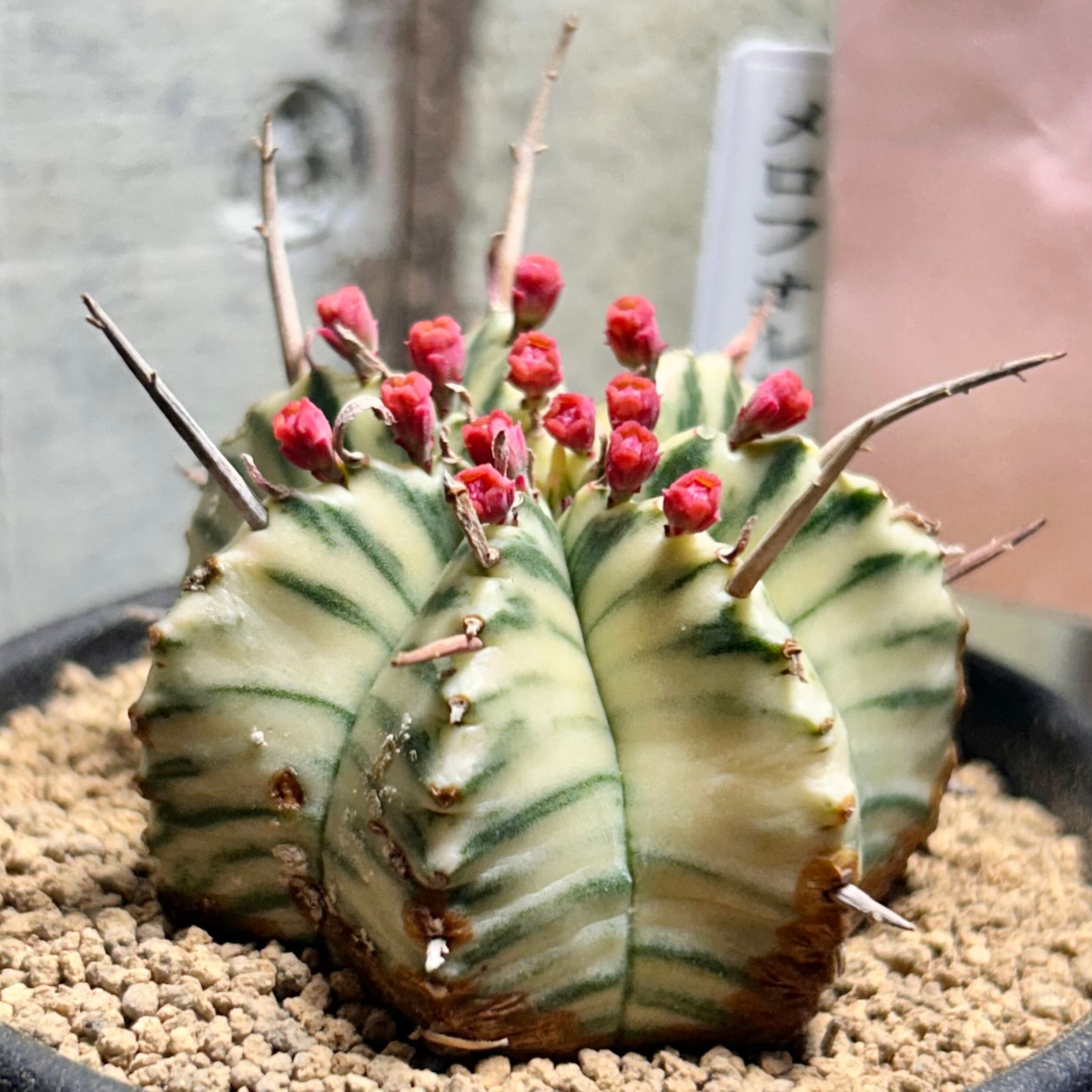 H)ユーフォルビア メロフォルミス錦 | RuPo 多肉植物専門店