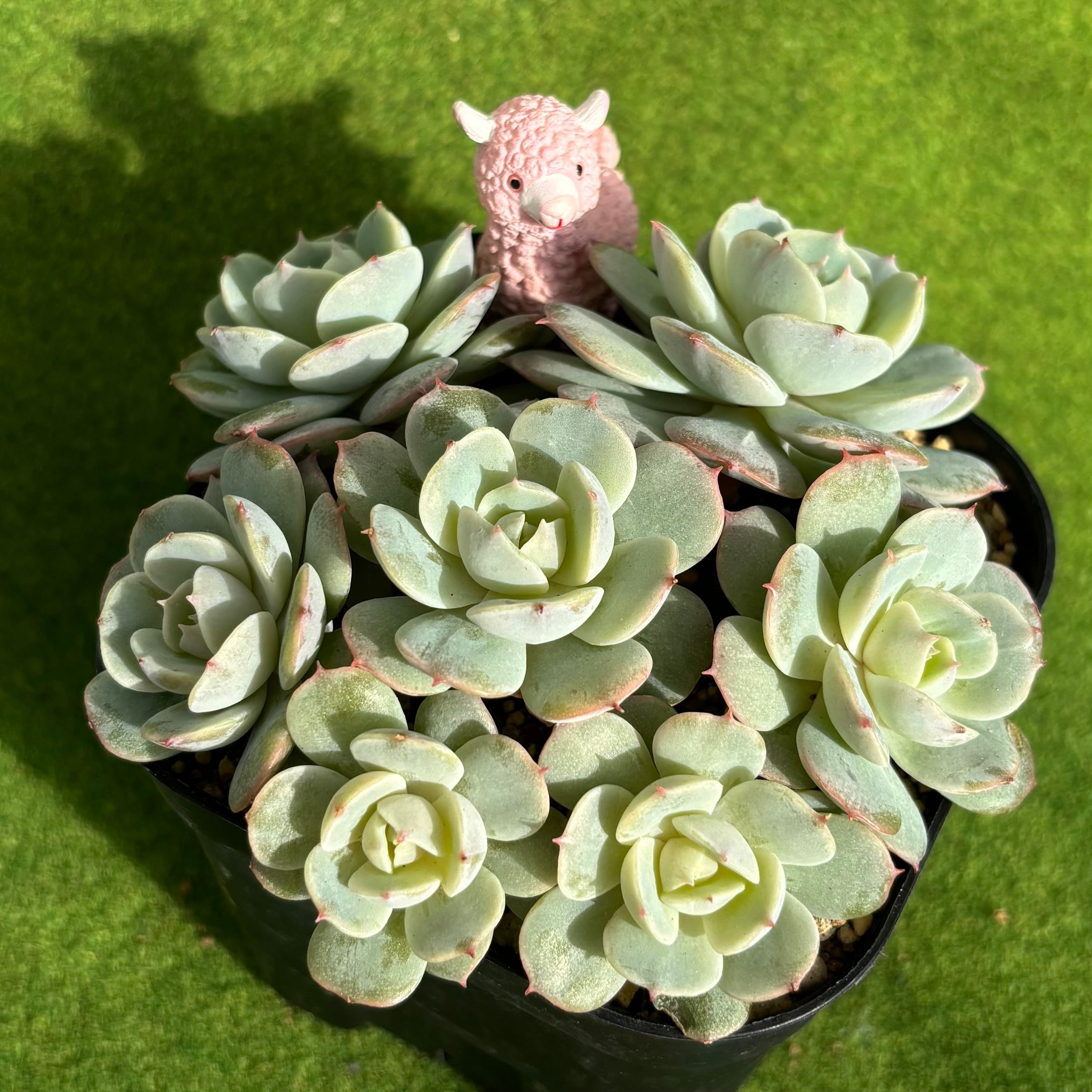 多肉植物 豆彦商店