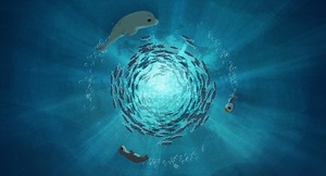 パフィンの小さな島 DVD